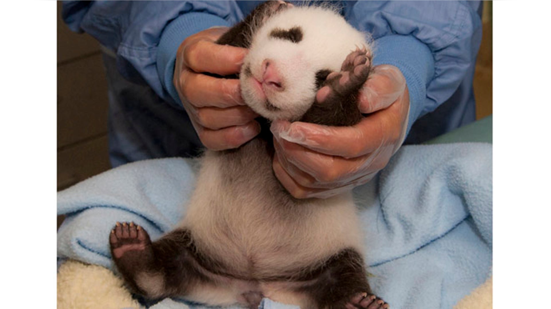 babyanimals_pandaSD