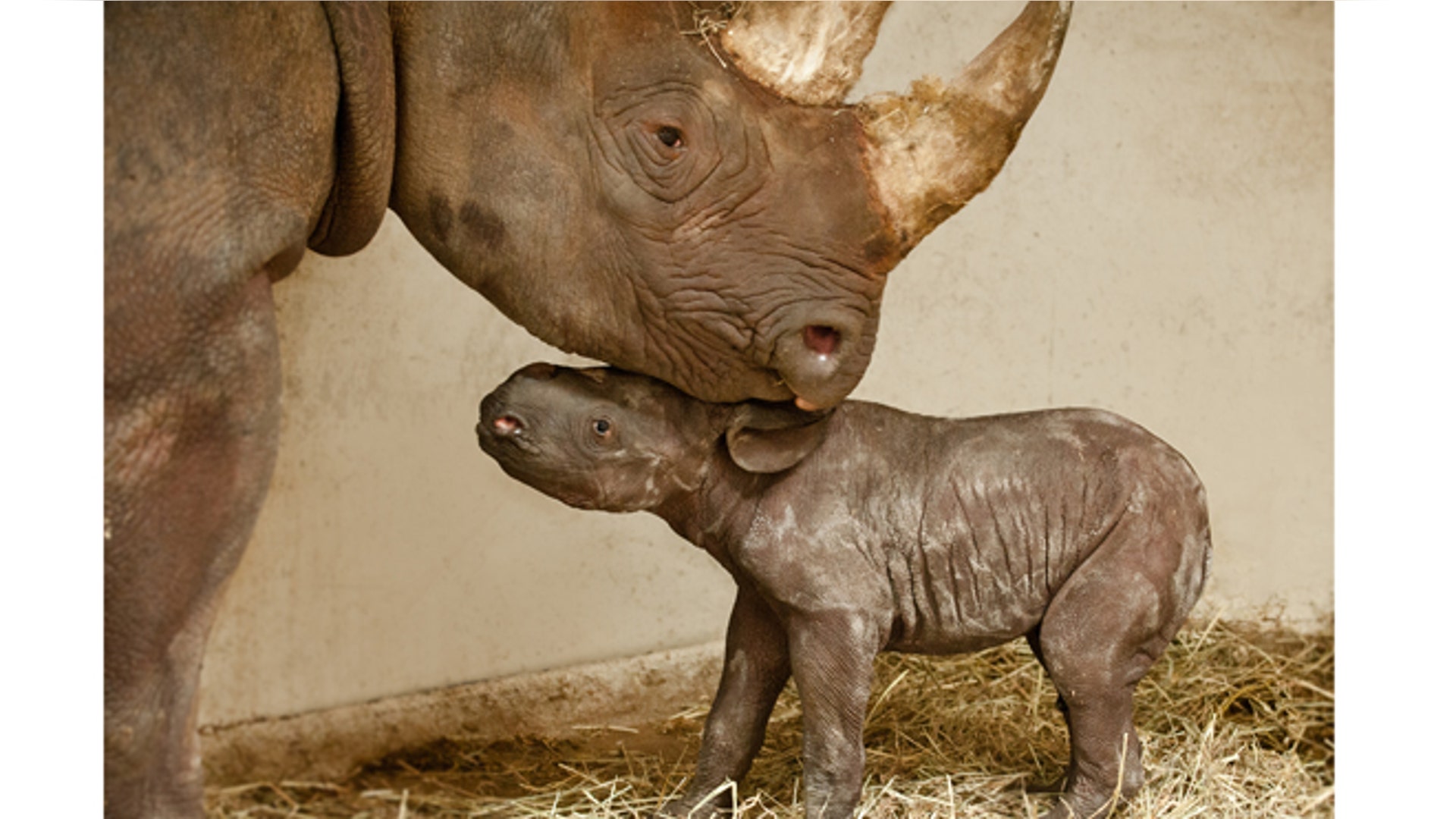 babyanimals_rhinobabymom