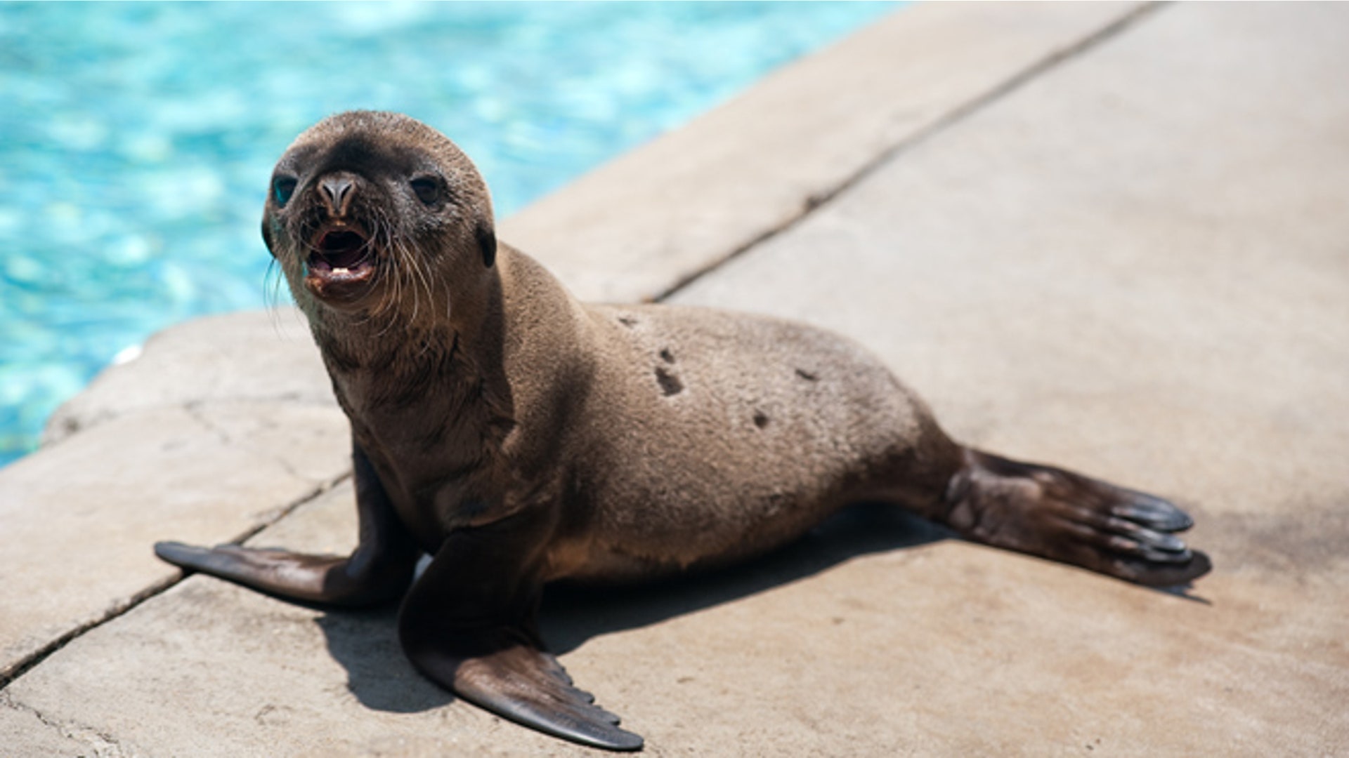 babyanimals_sealion