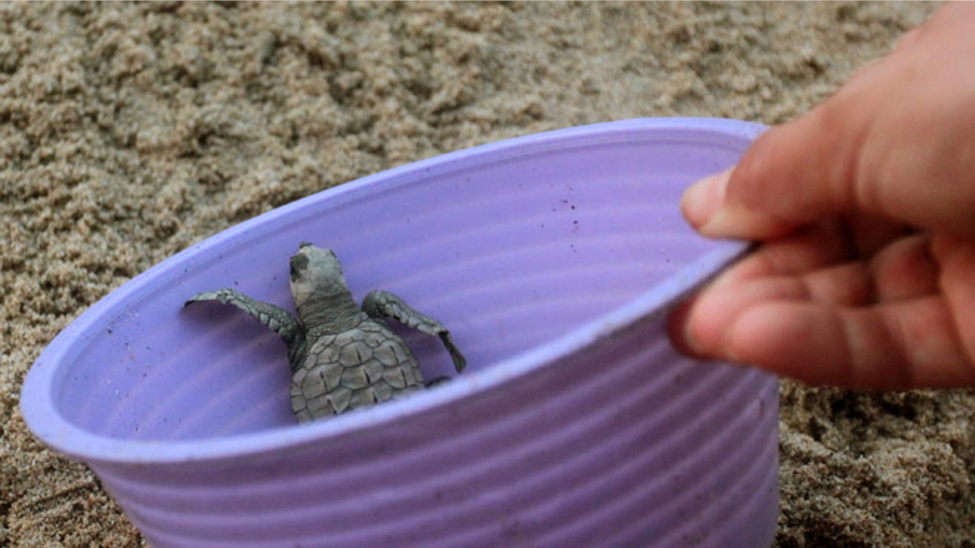 babyturtleTravel_Trip_Mexico_Sa_Garc_3_