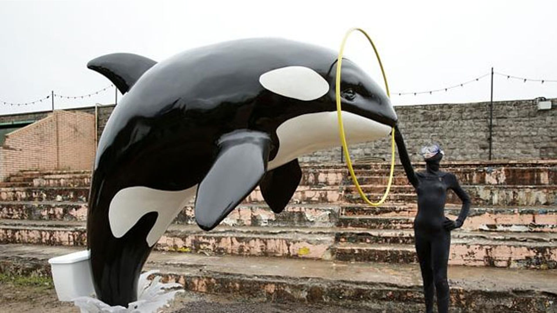 Whale of disappointment