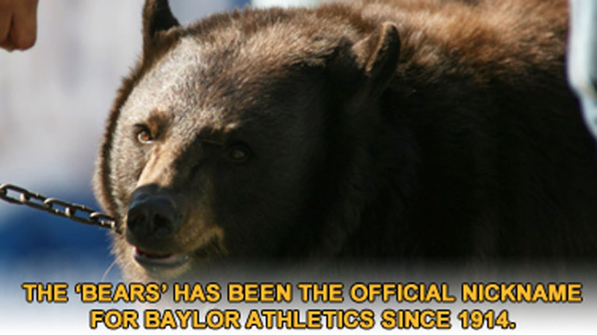 Baylor University Bear Mascot