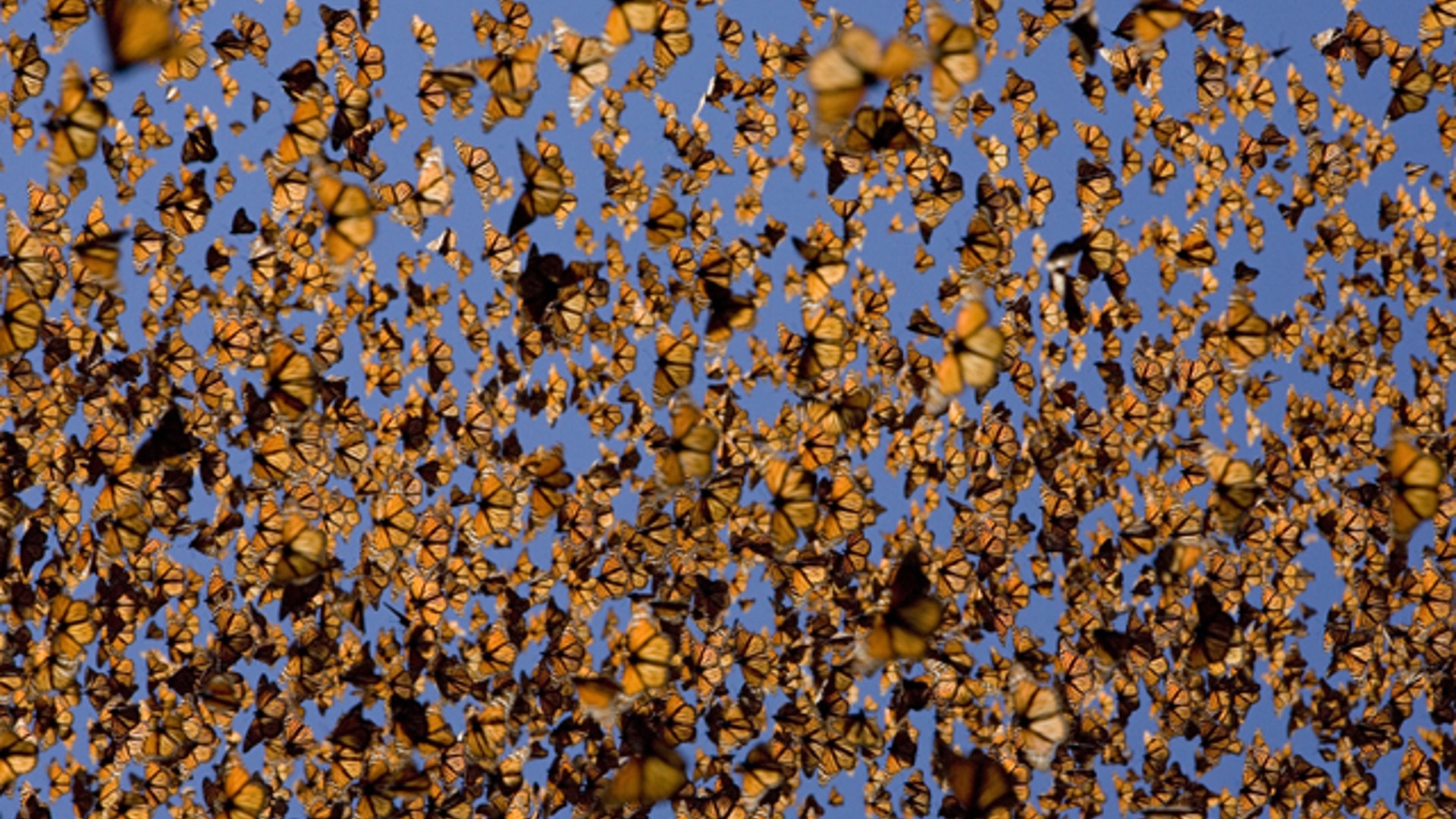 Monarch Butterflies