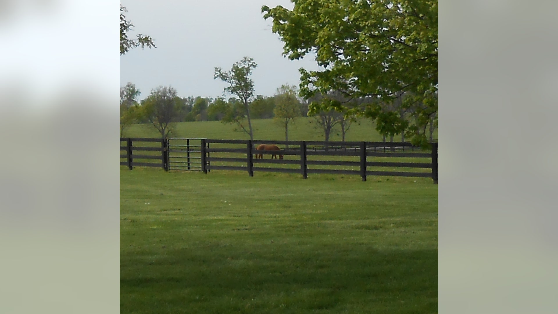 Horse_in_Pasture__Three_Chimneys_Farm