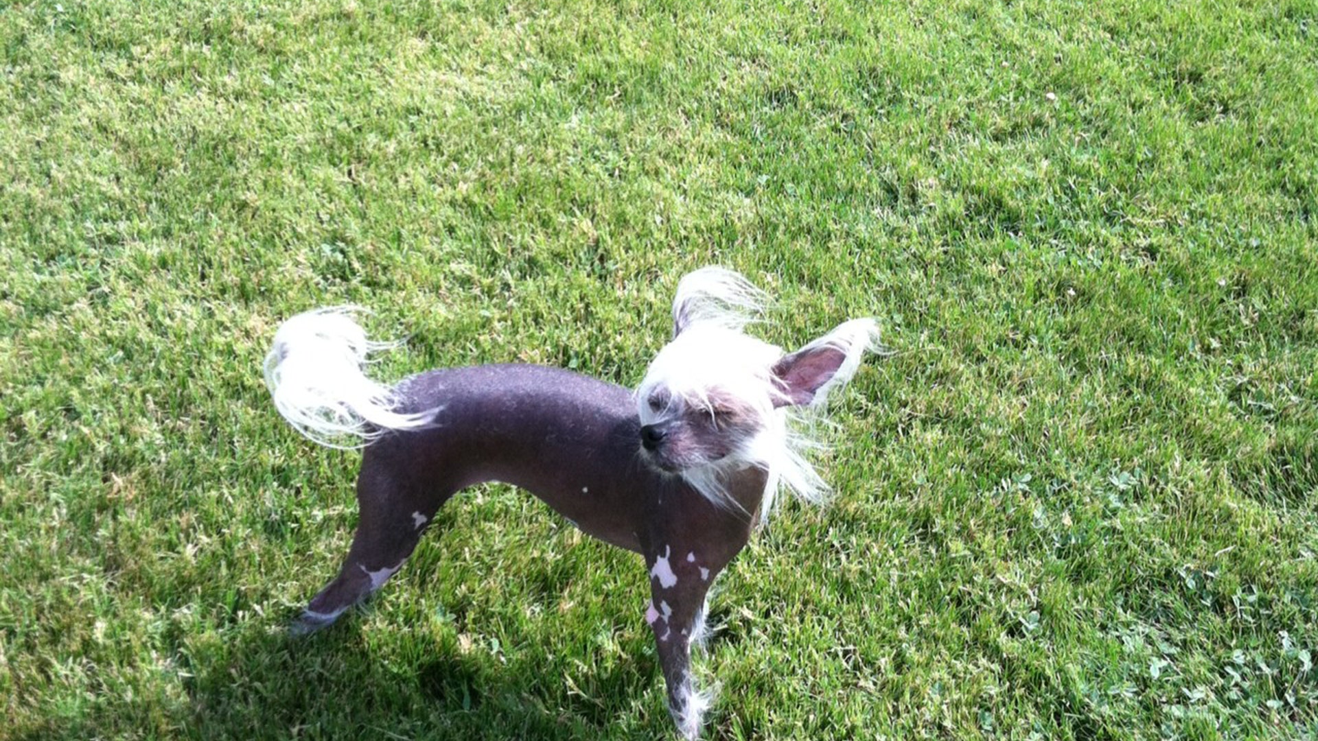 Ugly_Dog_2013___Monkey_Man