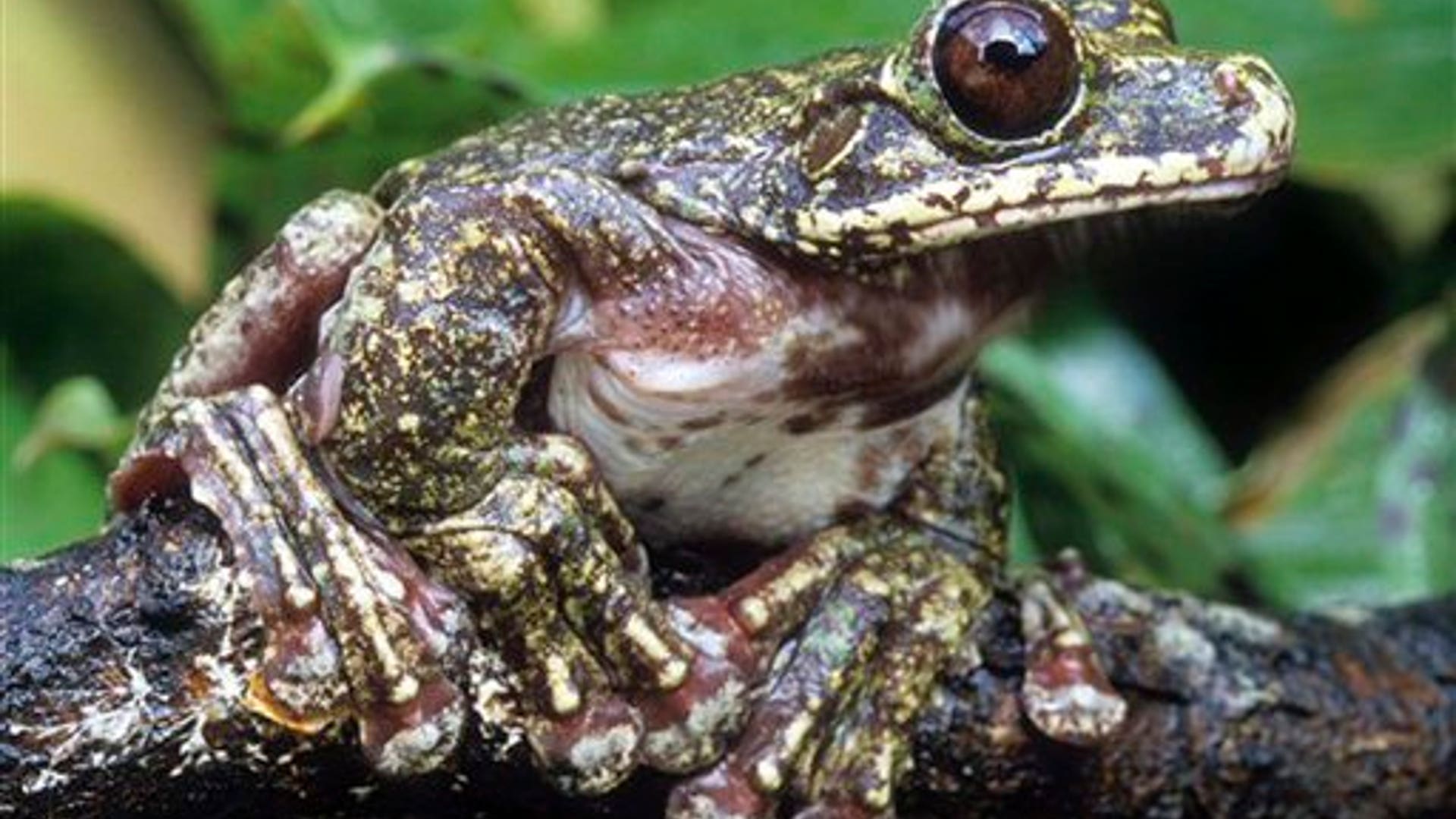 Rabbs Fringe-Limbed Treefrog