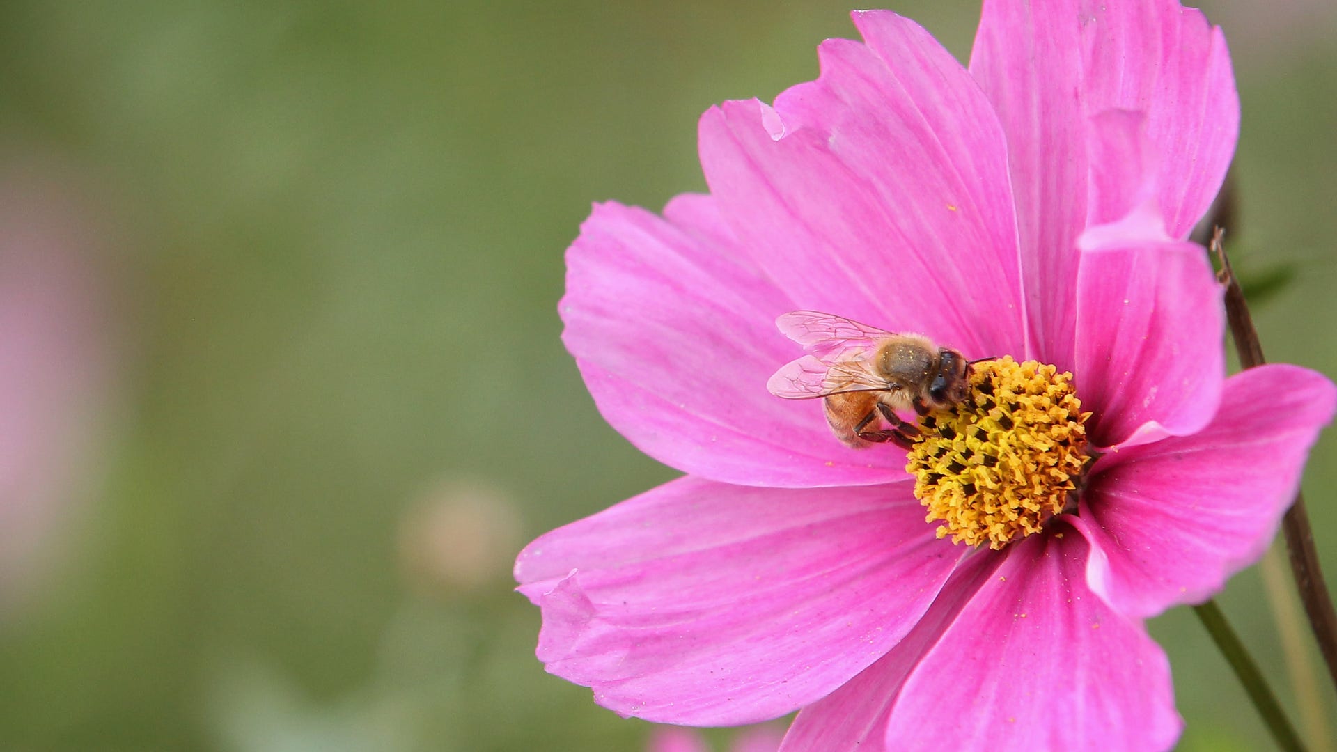 bee_pollinates_a_flower
