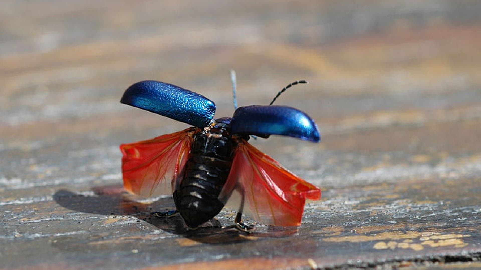 Biology Prize 2011: Beetle