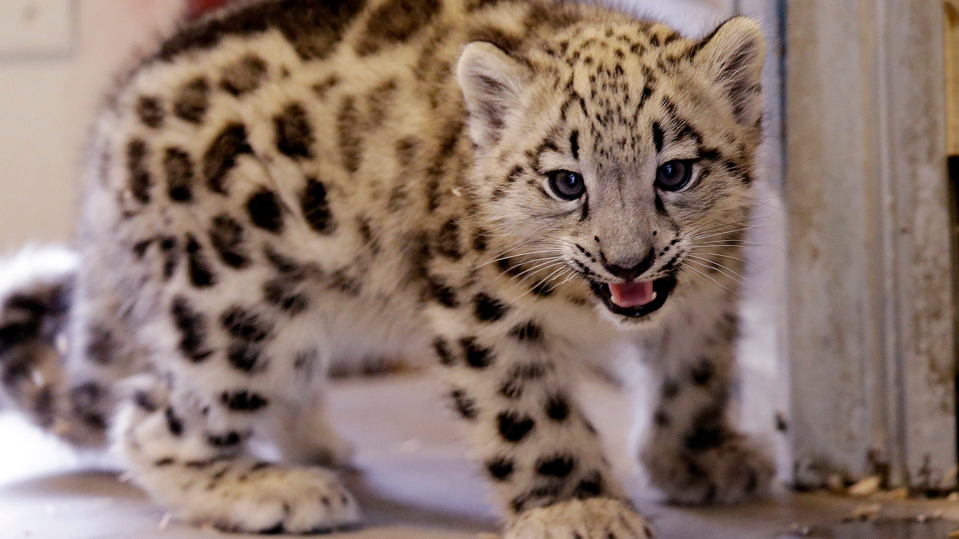Aibek, a 2½-month-old male snow leopard cub is let into an outdoor exhibit at the Woodland Park Zoo, September 19, 2017, in Seattle