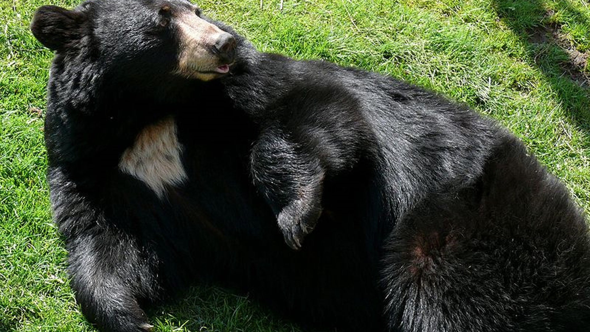 Black Bear 1