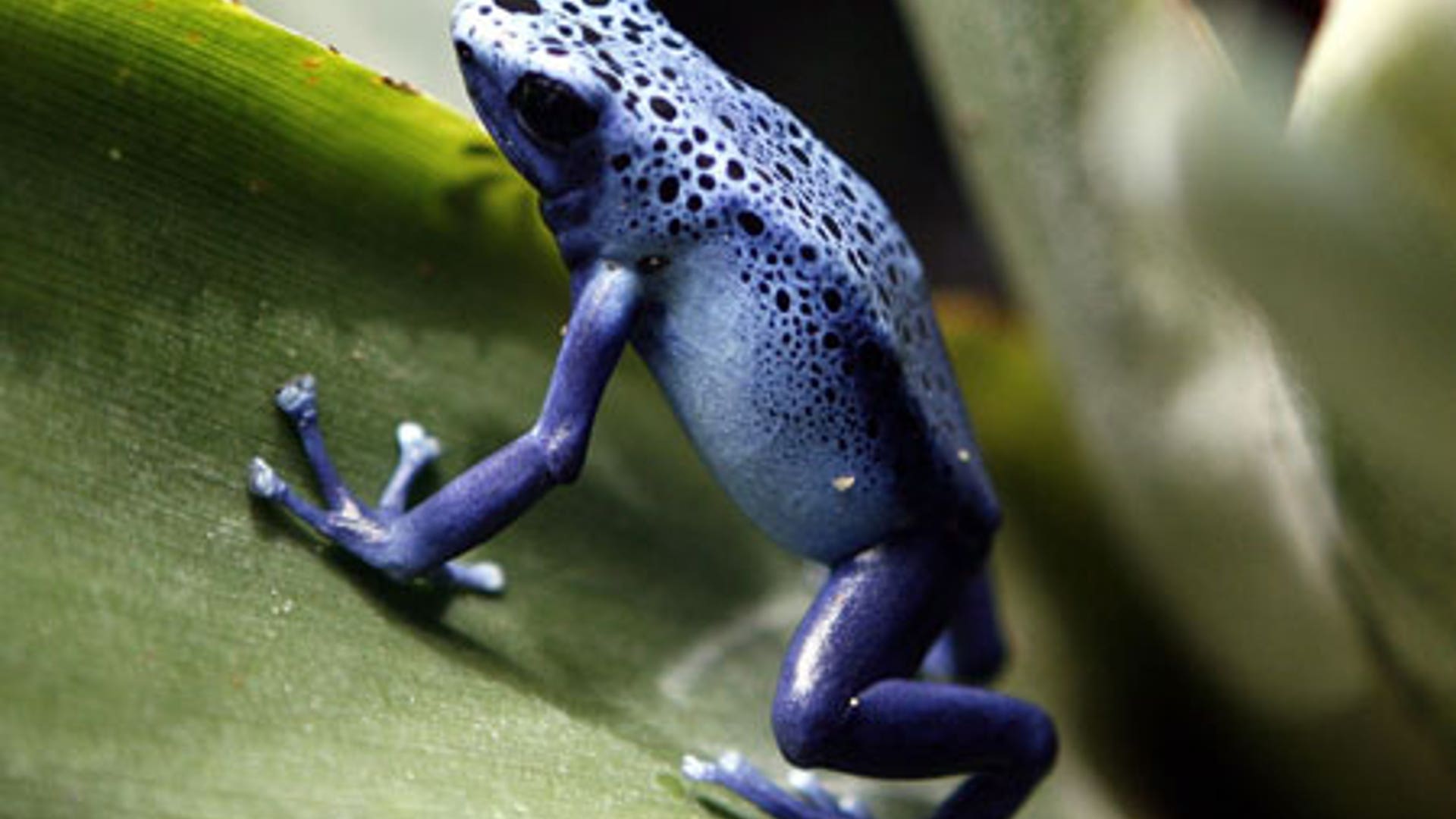 blue frog