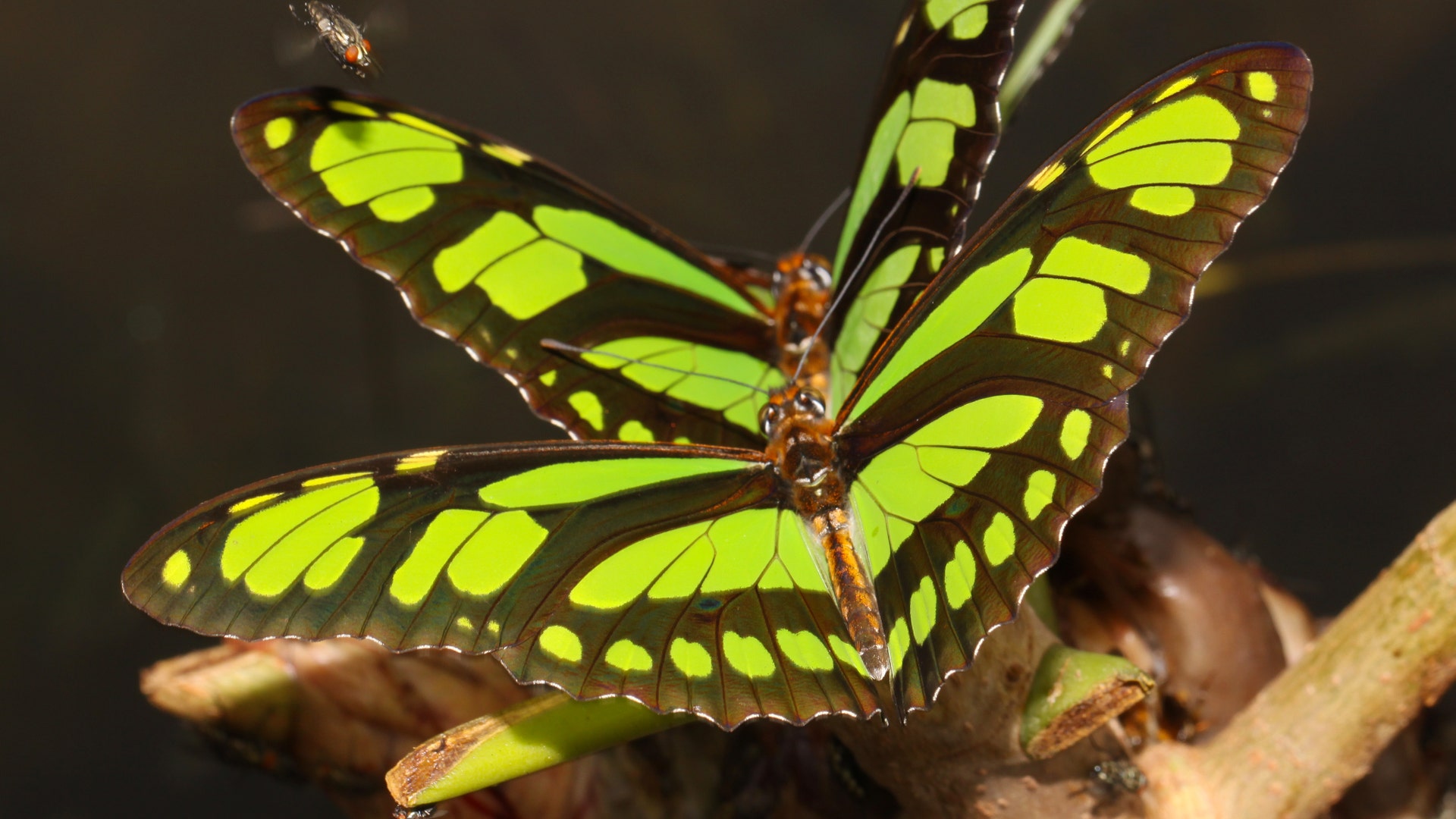 Bolivian butterfly7