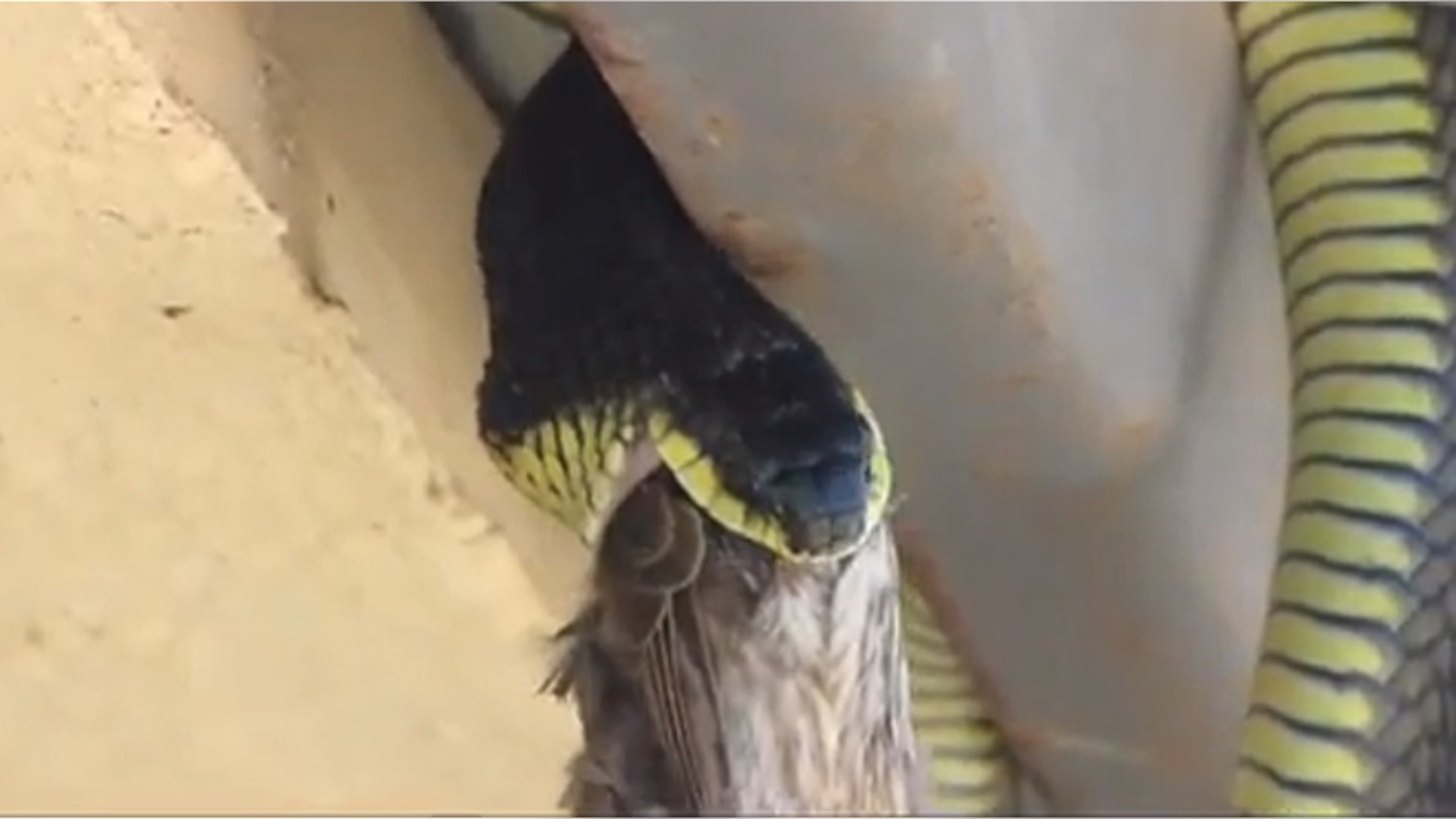 Boomslang Snake
