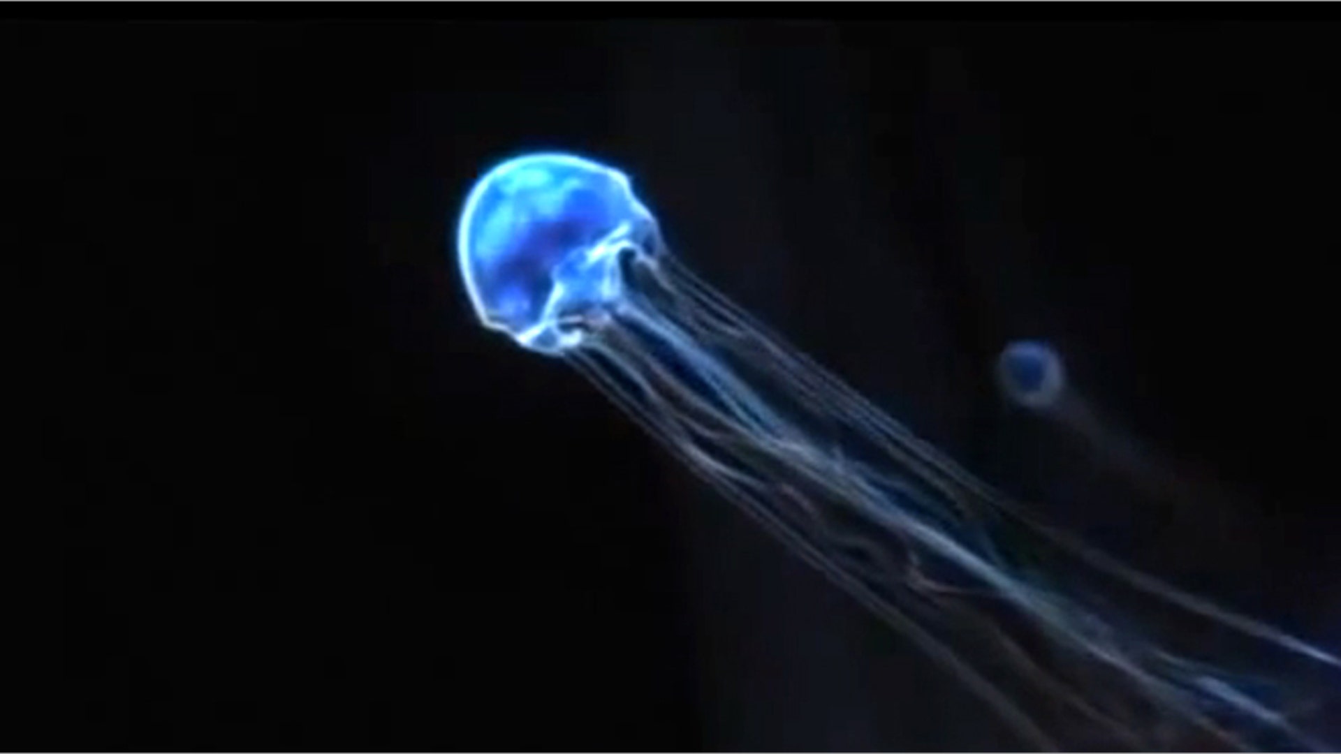 Box Jellyfish