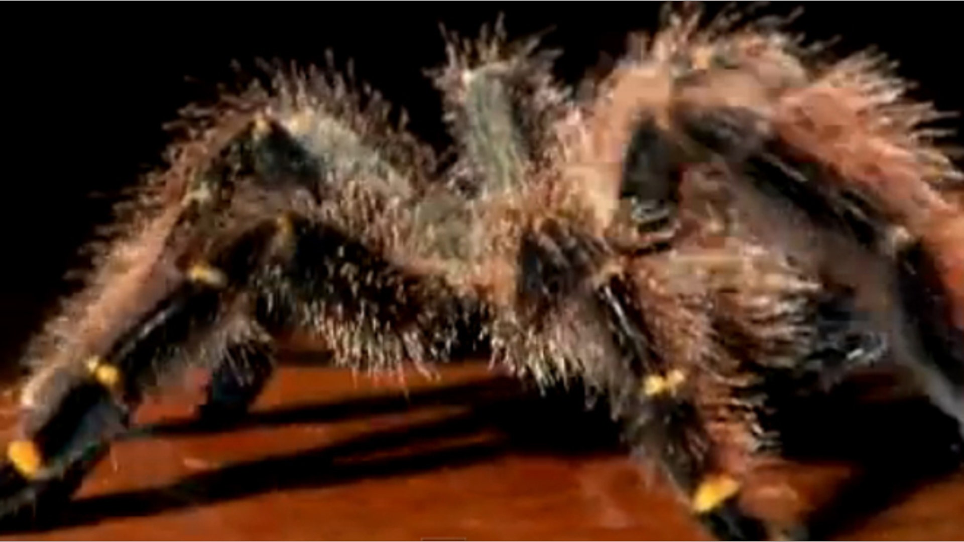 Brazilian Wandering Spider