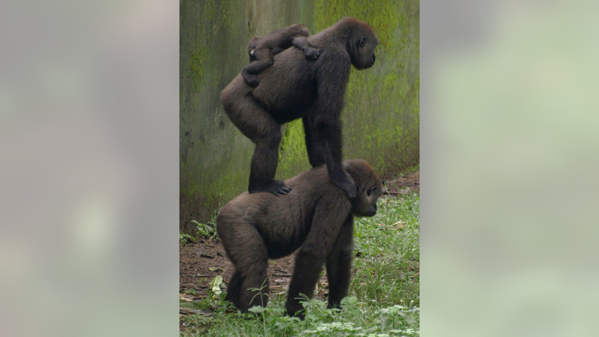 Building a Tower by Roseanna Agnew - Highly Commended (Adult)