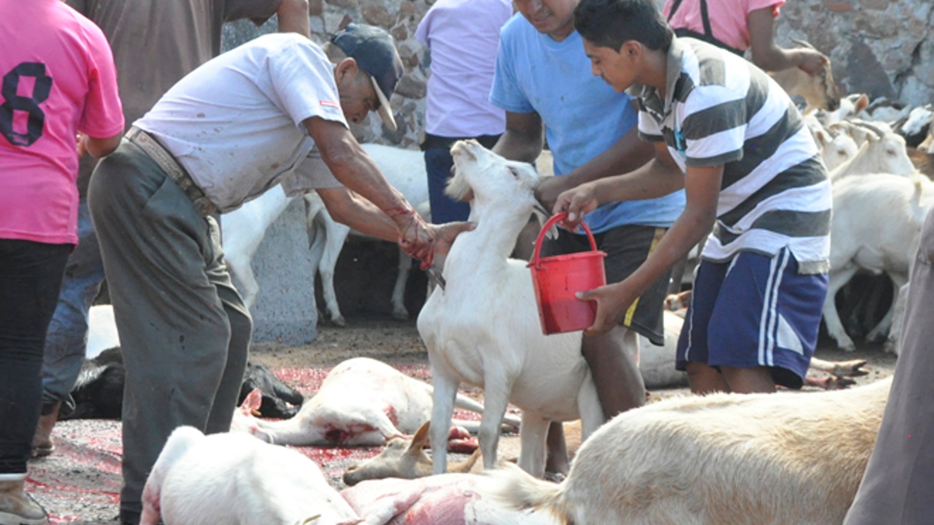 Goat_throat_cutting_Latino