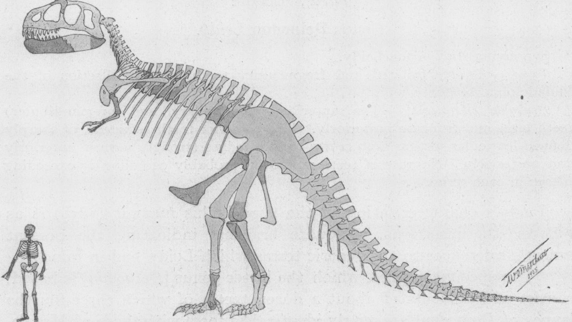 First T.rex Reproduction