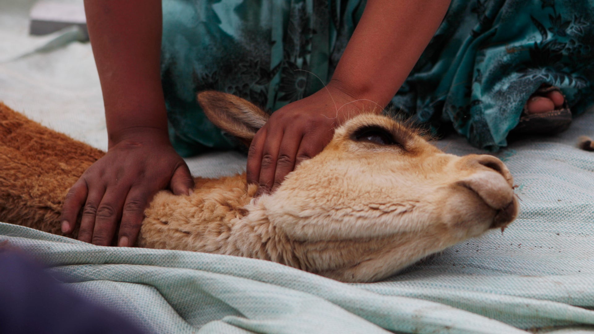 Bolivia_Vicuna_Photo__Grat__9_