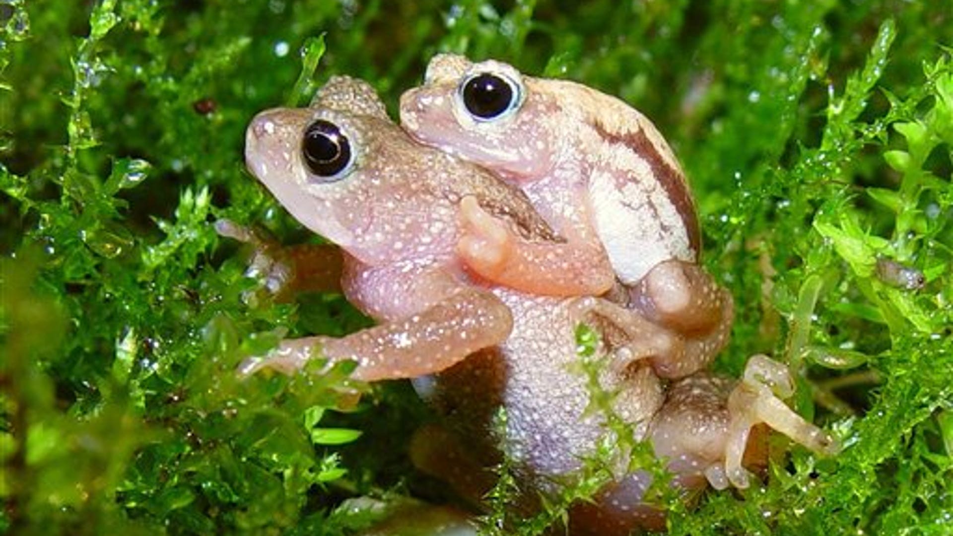 Kihansi Spray Toad