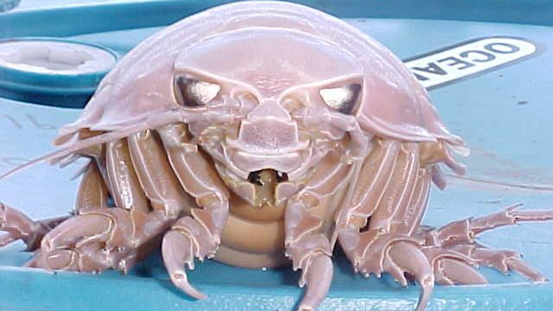 Giant_Isopod_4