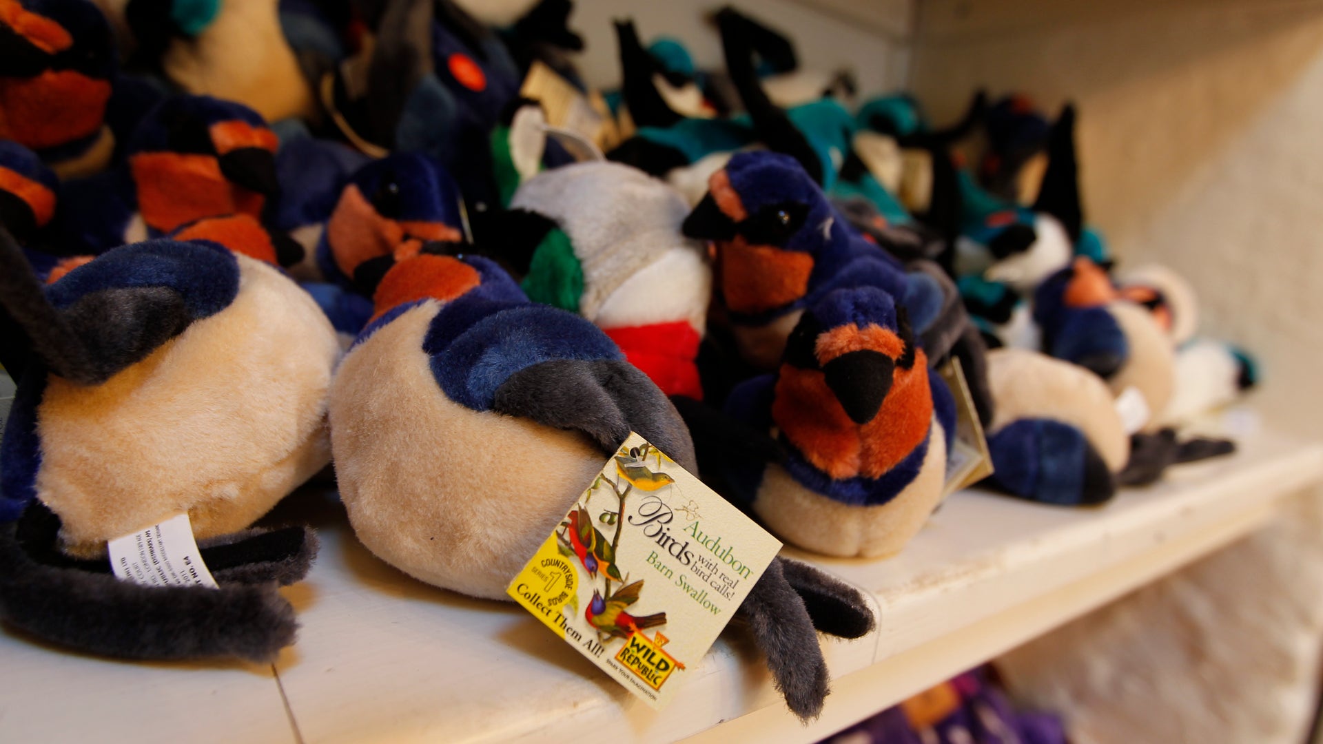 Serenading_Swallows_5