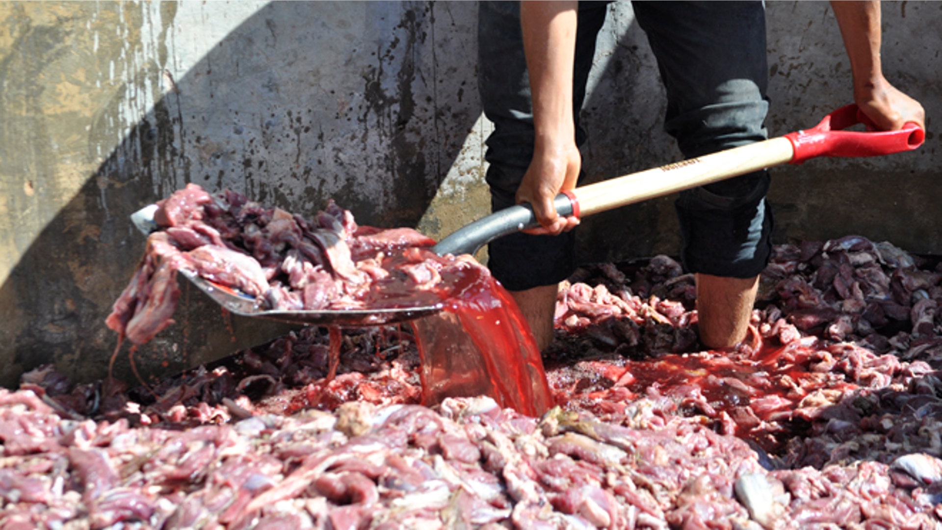 Goat_remains_shovel_Latino