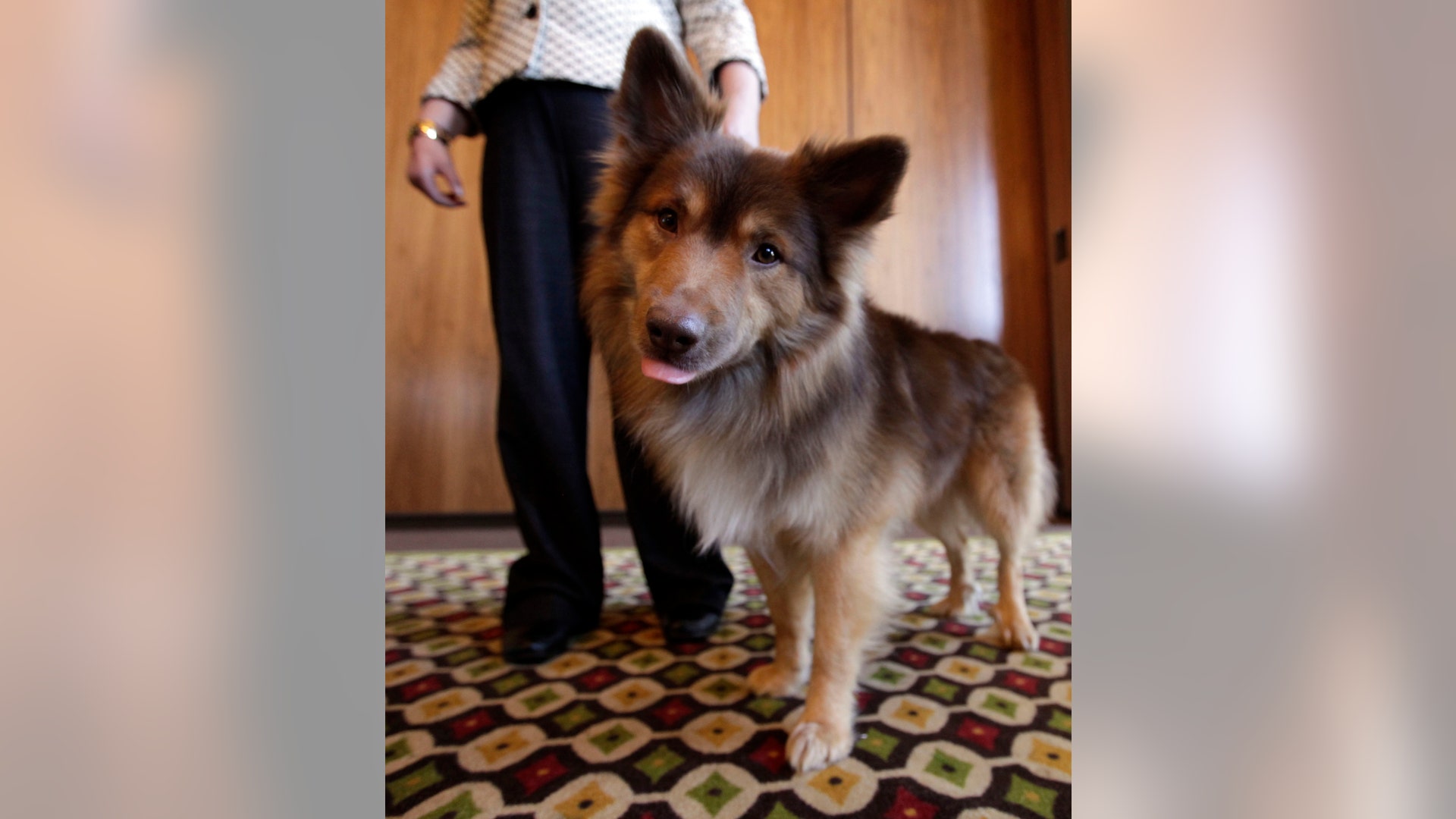 Kaffi__an_Icelandic_Sheepdog