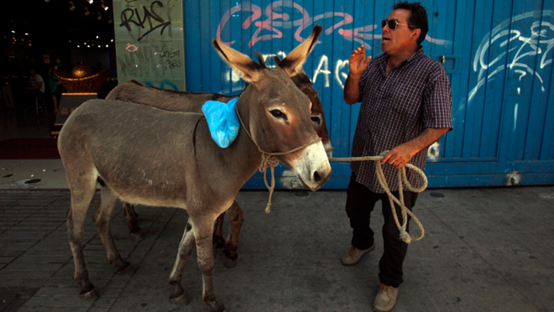 Mexican Donkey show