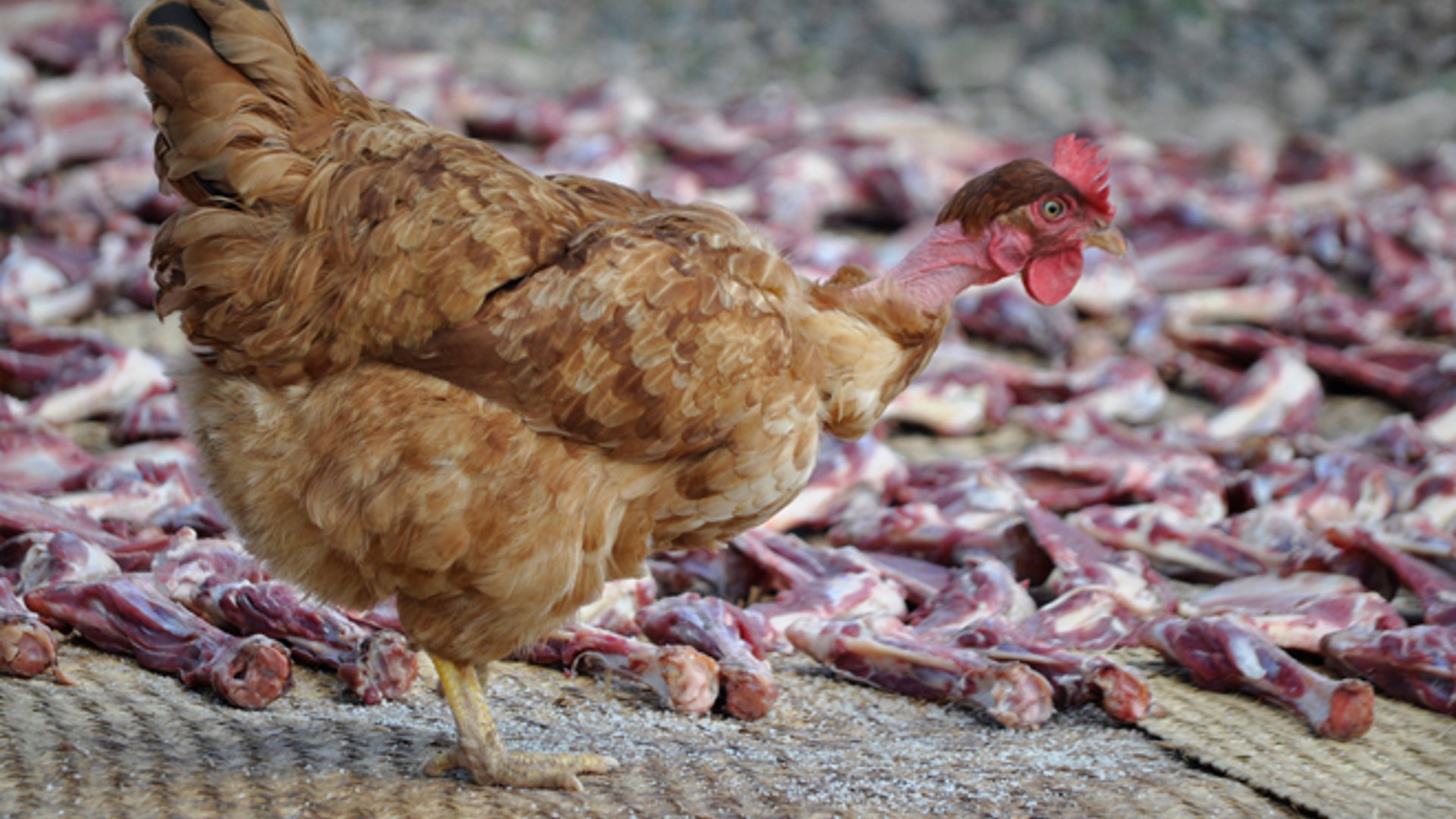 Goat_chicken_sun_cured_Latino