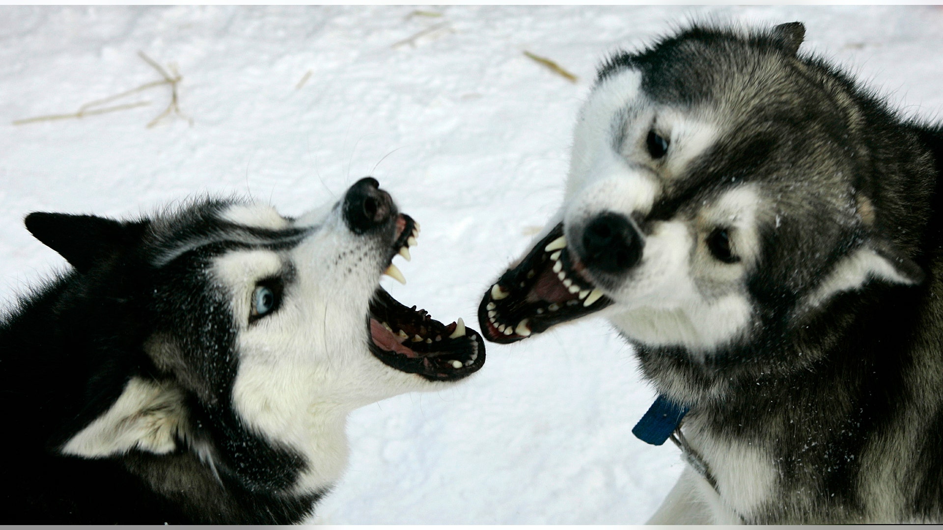huskies