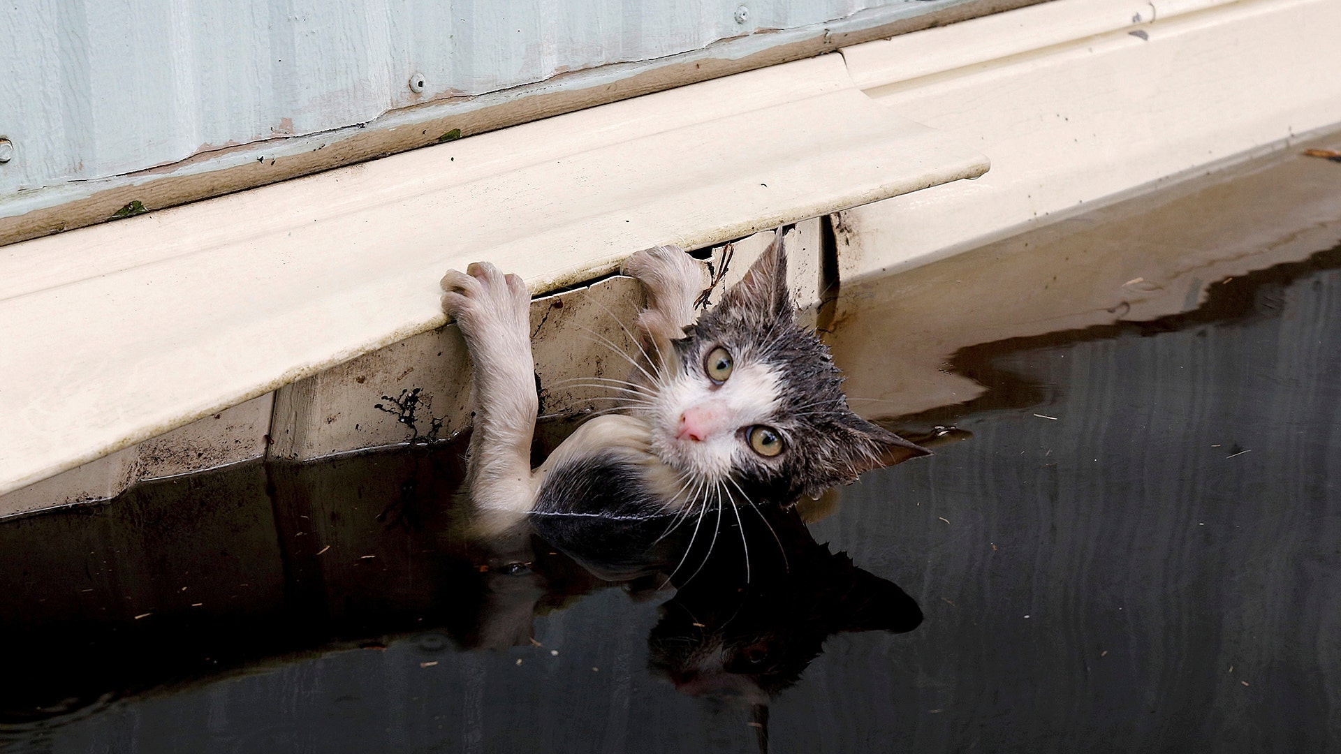 A cat clings to the side of a trailer in flood waters before it was saved in the aftermath of Hurricane Florence in Burgaw, N.C. on Monday.