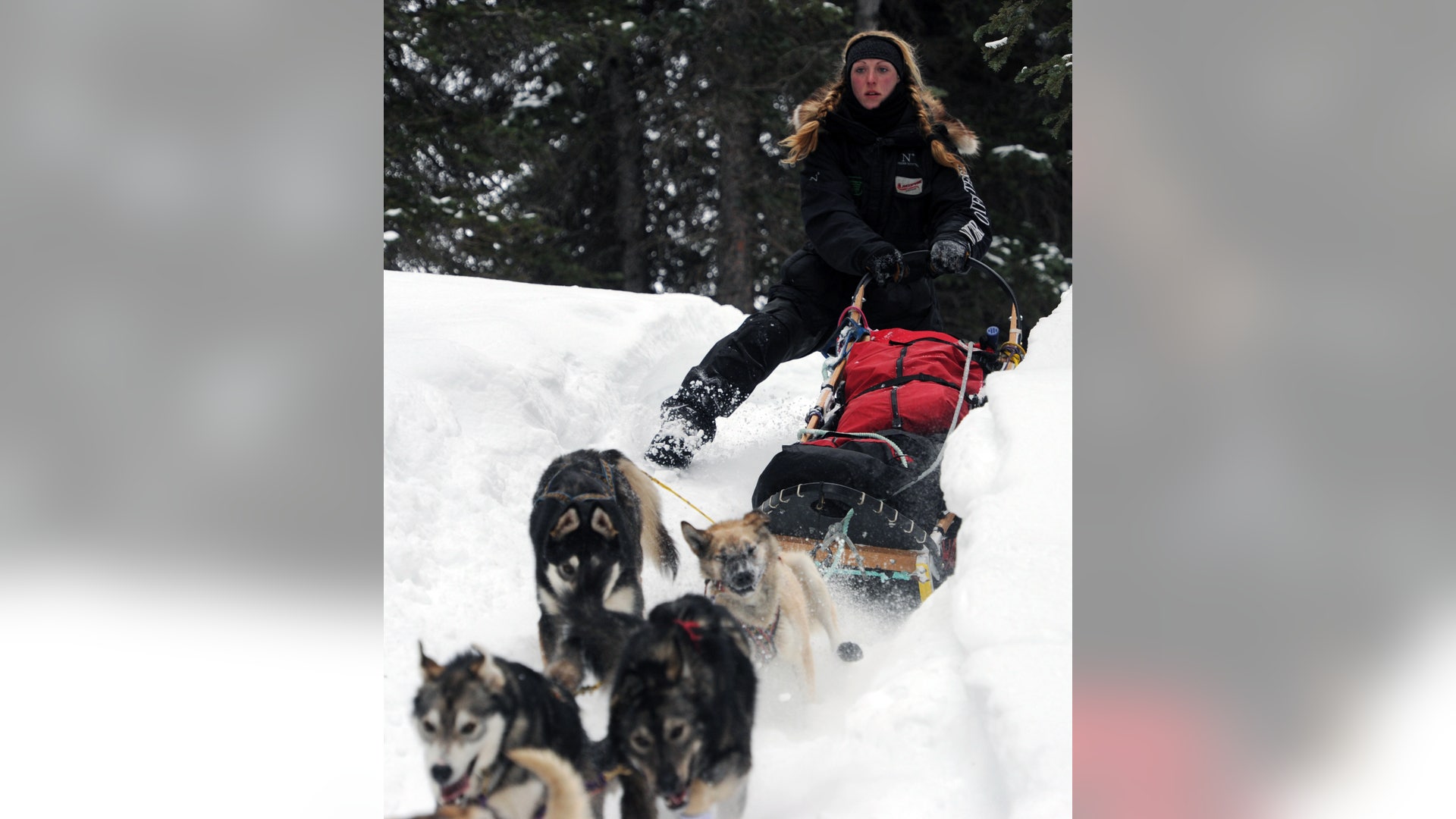 Iditarod_Sled_Dog_Rac_Hein_2_