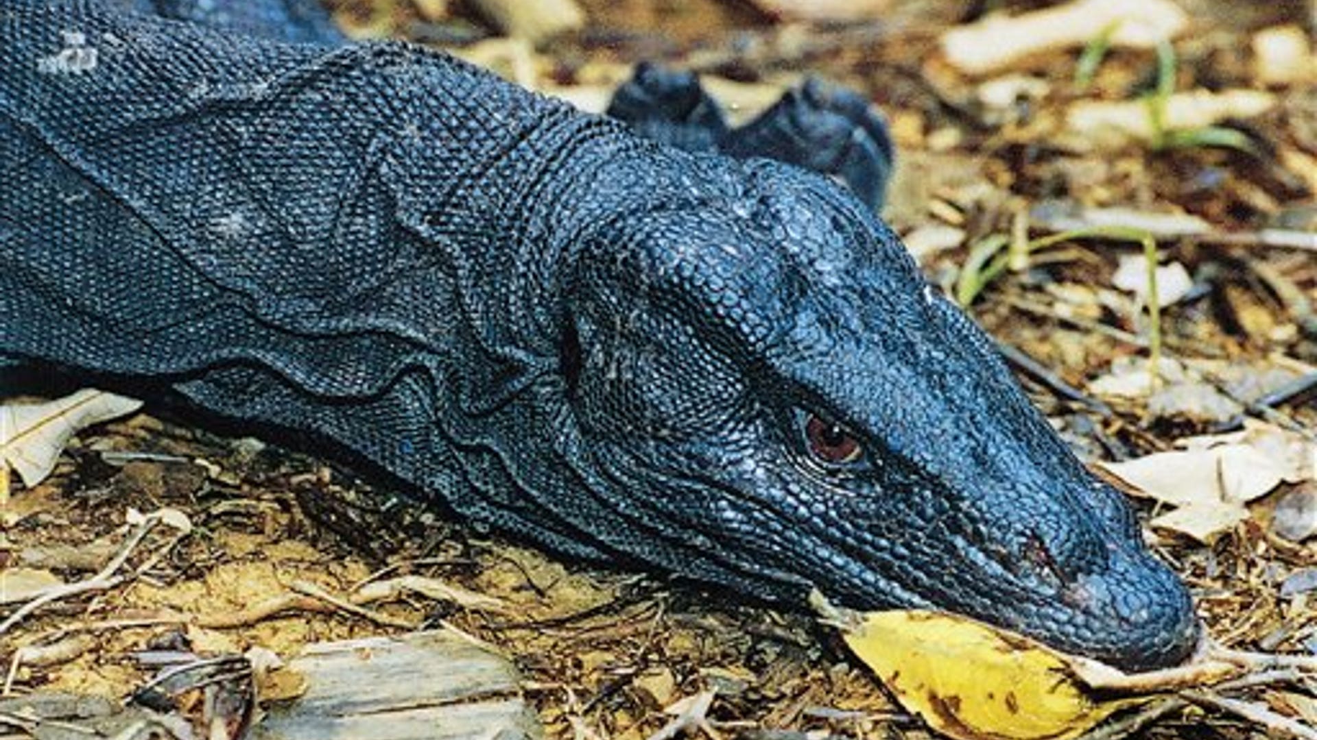 Panay Monitor Lizard 