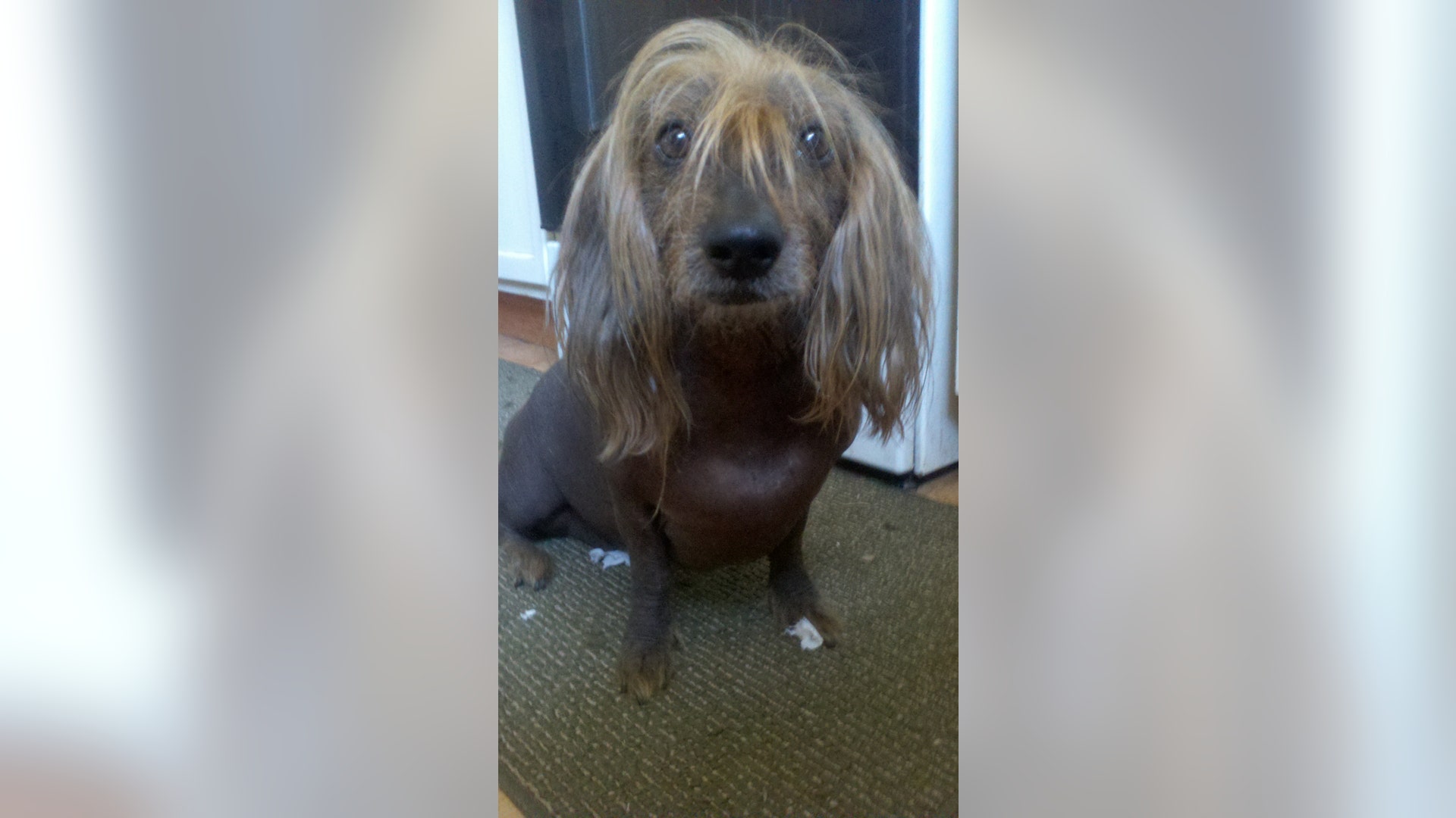 Ugly_Dog_2013___Isaboo