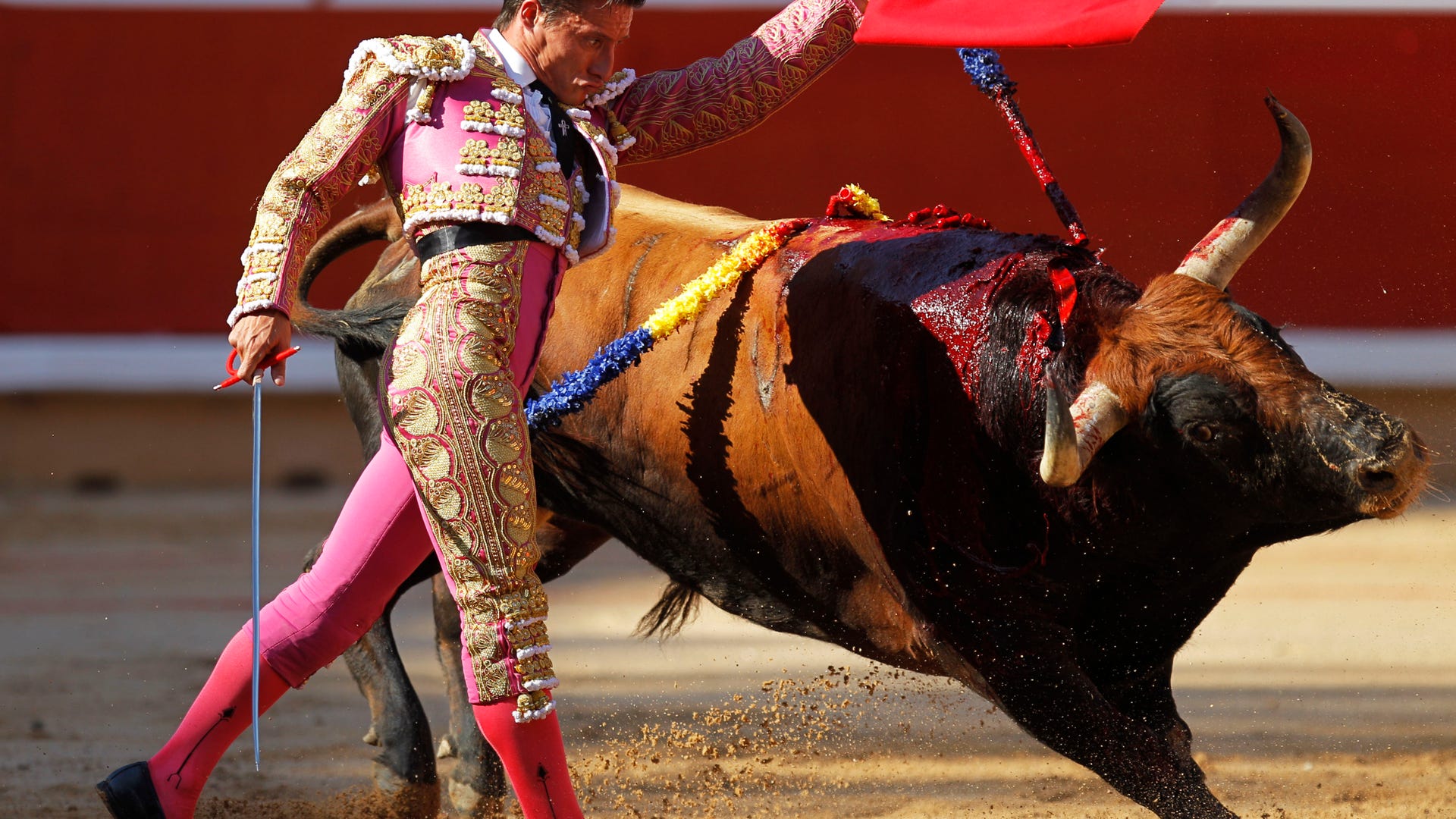 Bull Fighting