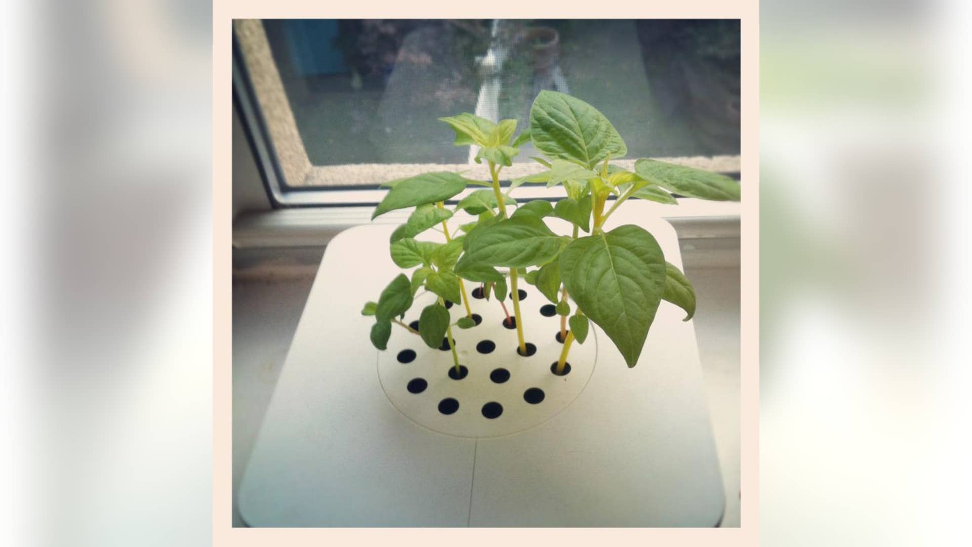 Click and Grow: 8 Weeks Later