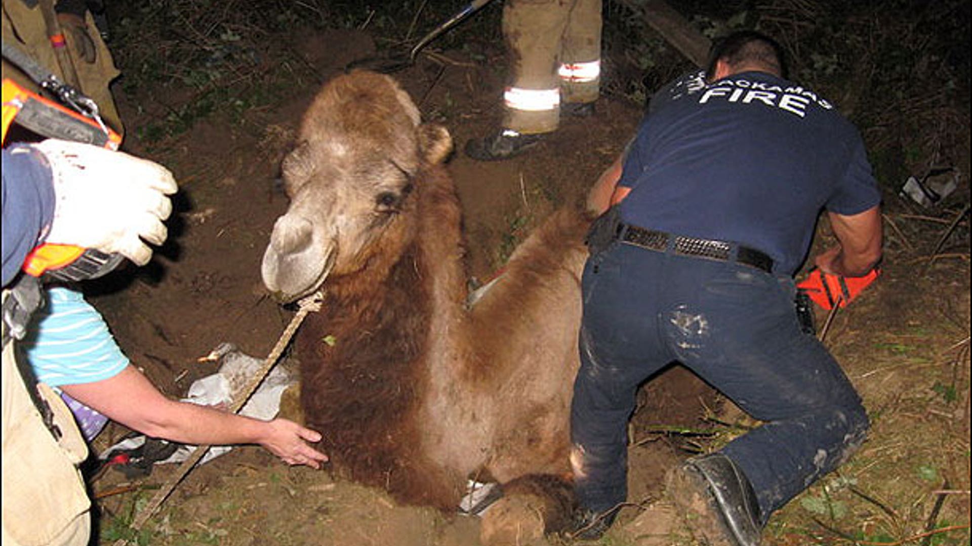 Firefighters Dig With Care