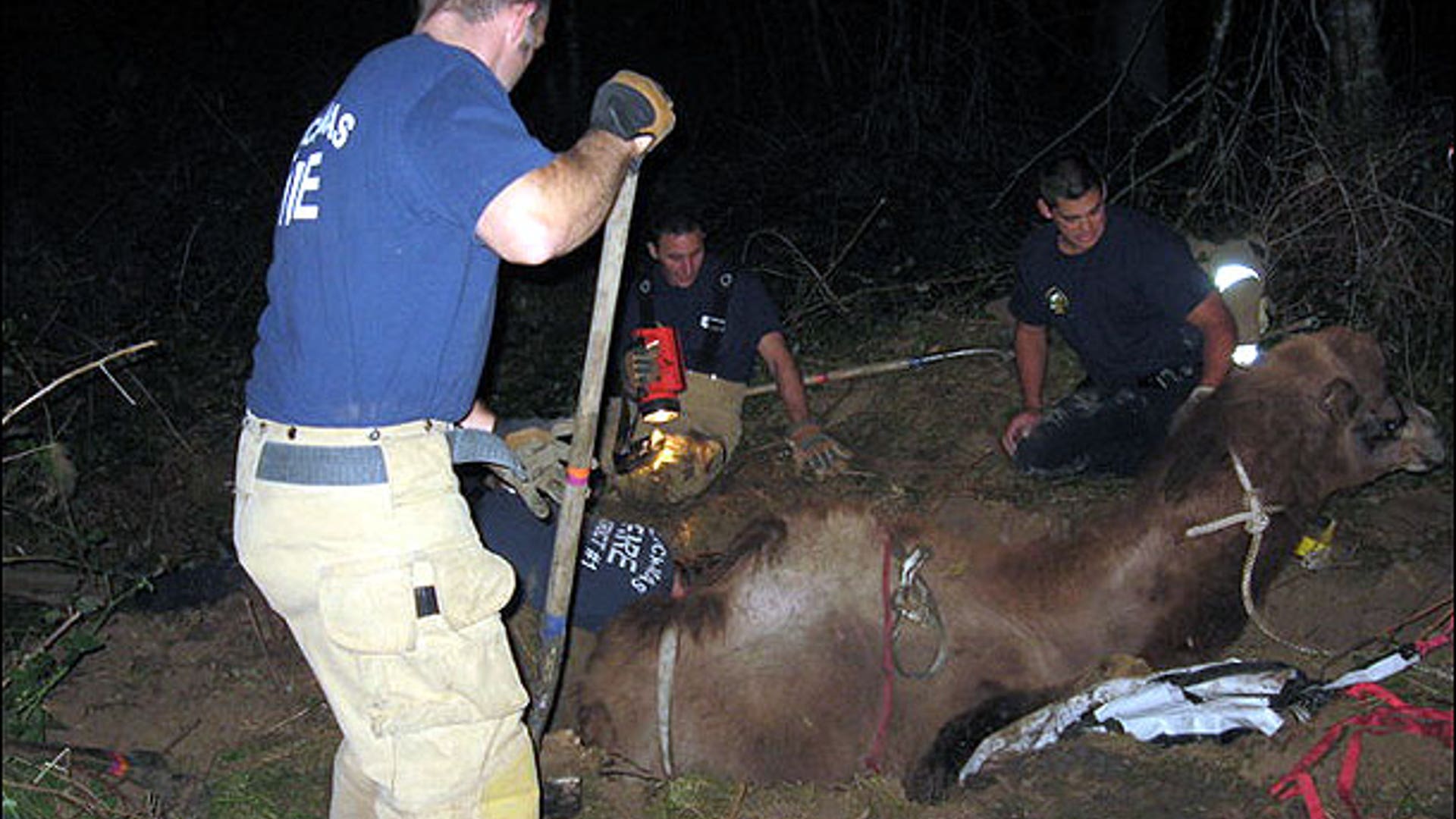 Firefighters Dig to Save Camel