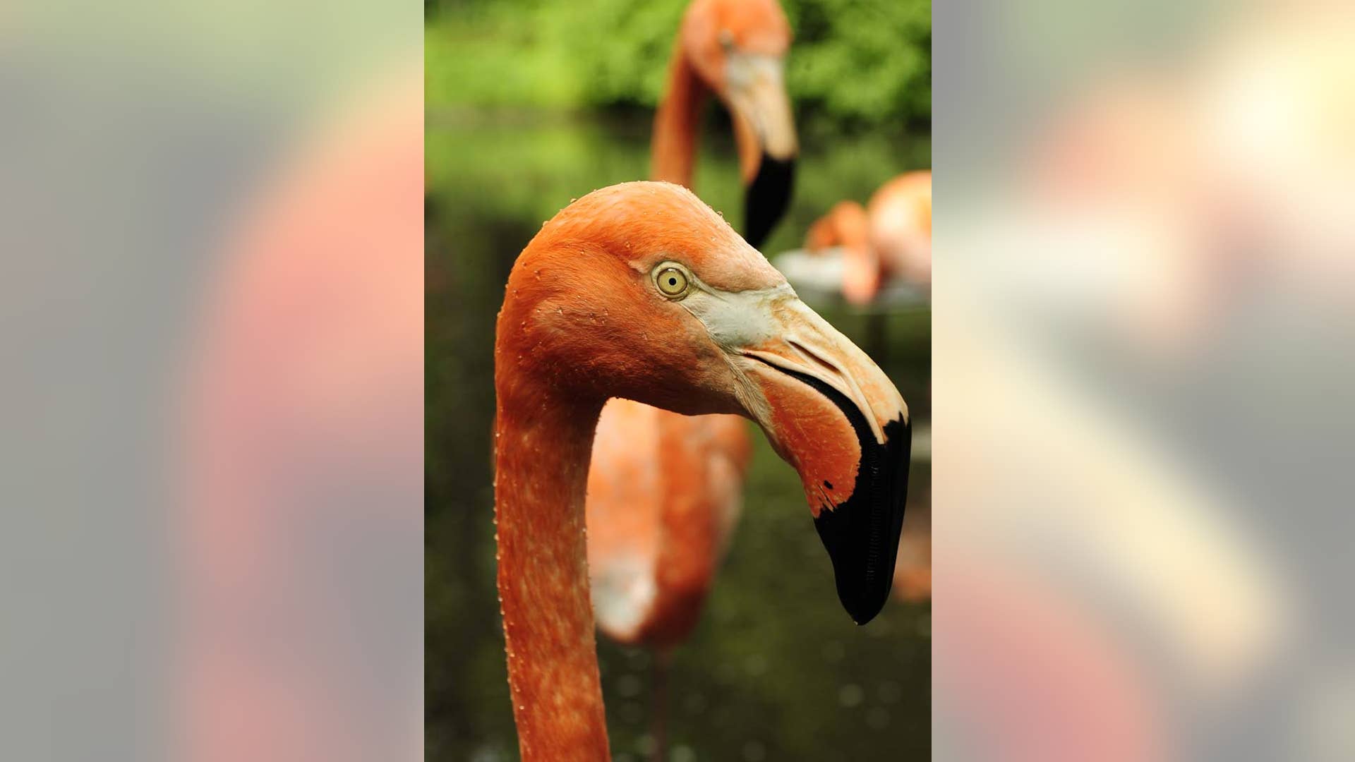 Caribbean flamingo