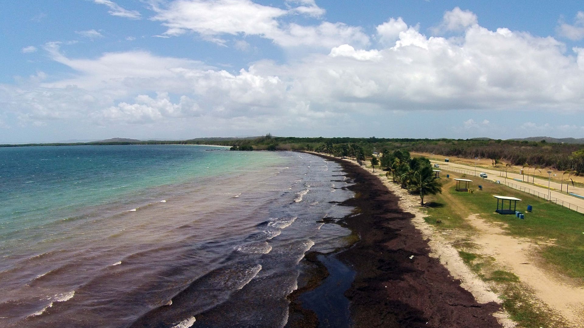 caribean_seaweed__1_