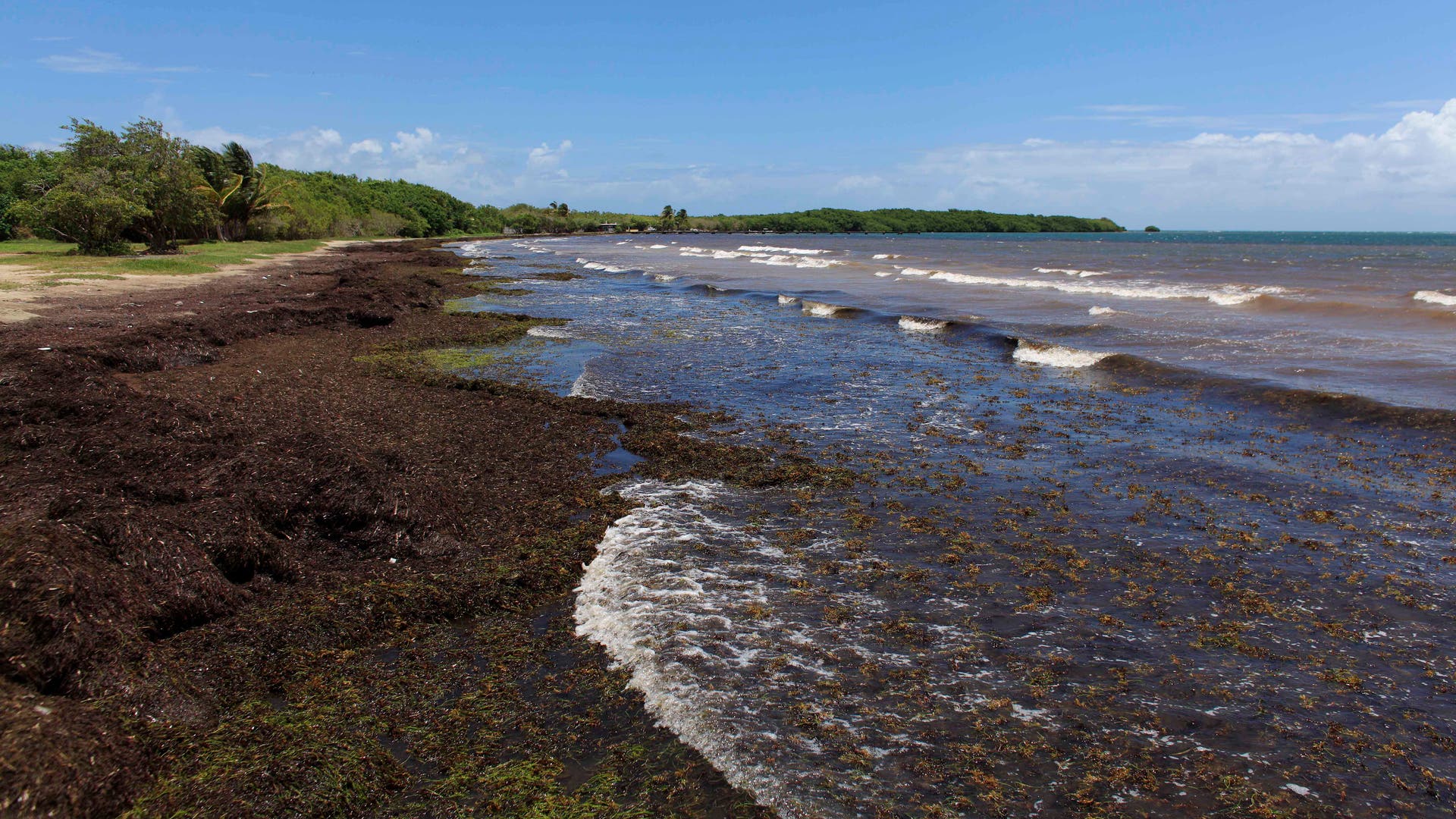 caribean_seaweed__10_