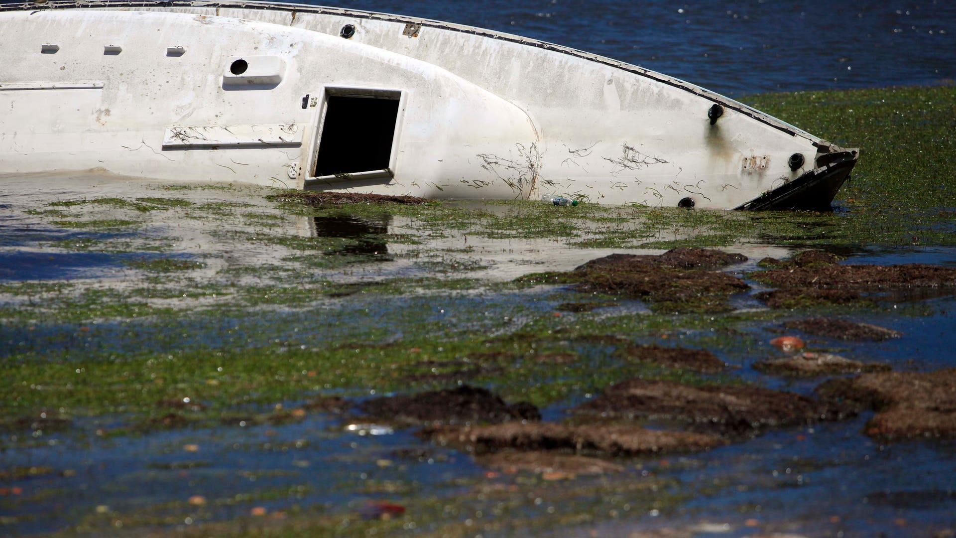 caribean_seaweed__6_