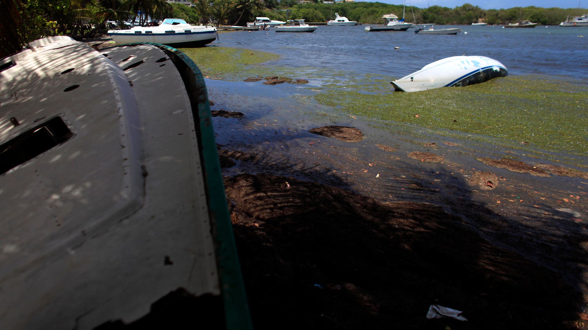 caribean_seaweed__7_