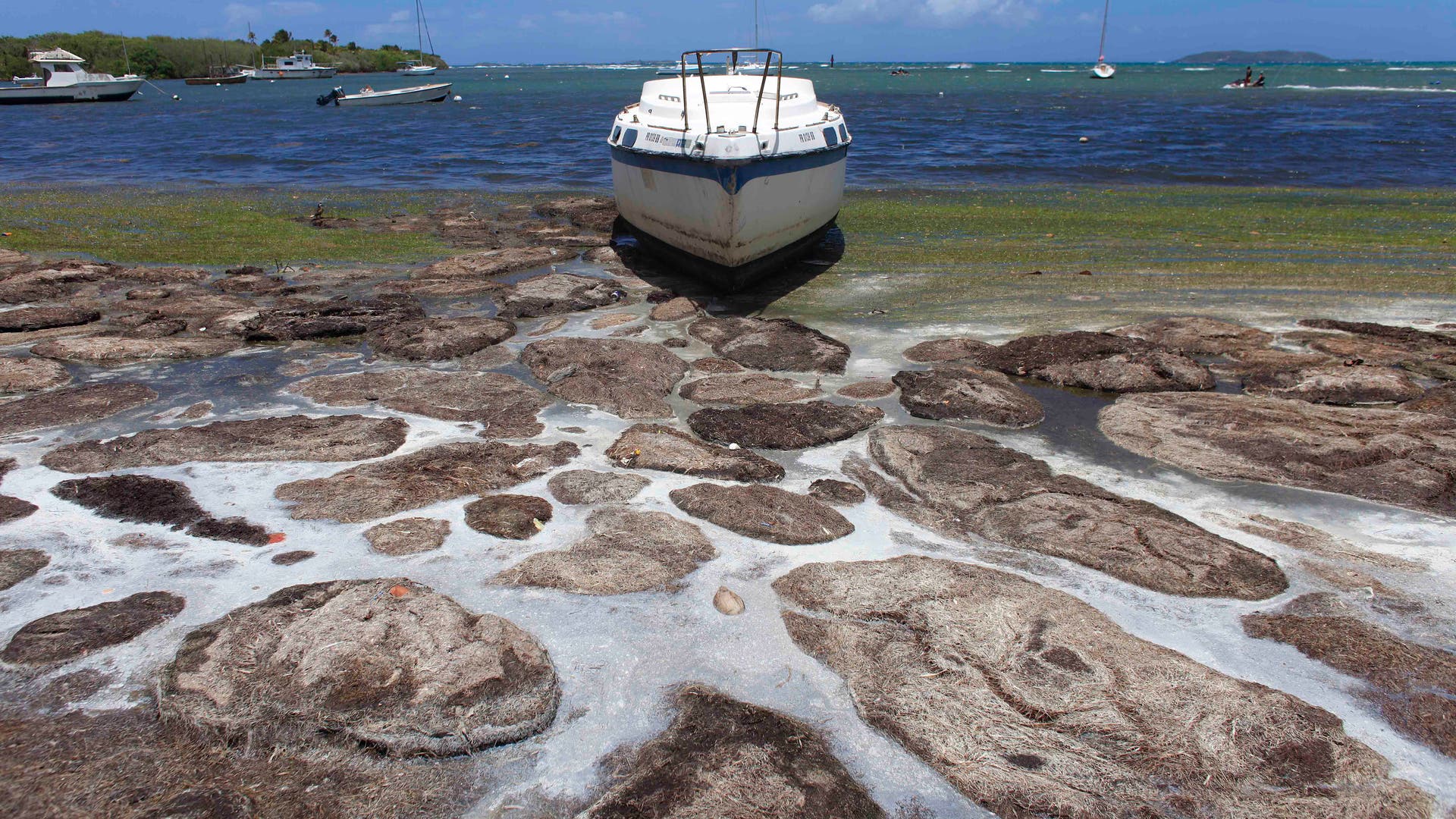 caribean_seaweed__8_