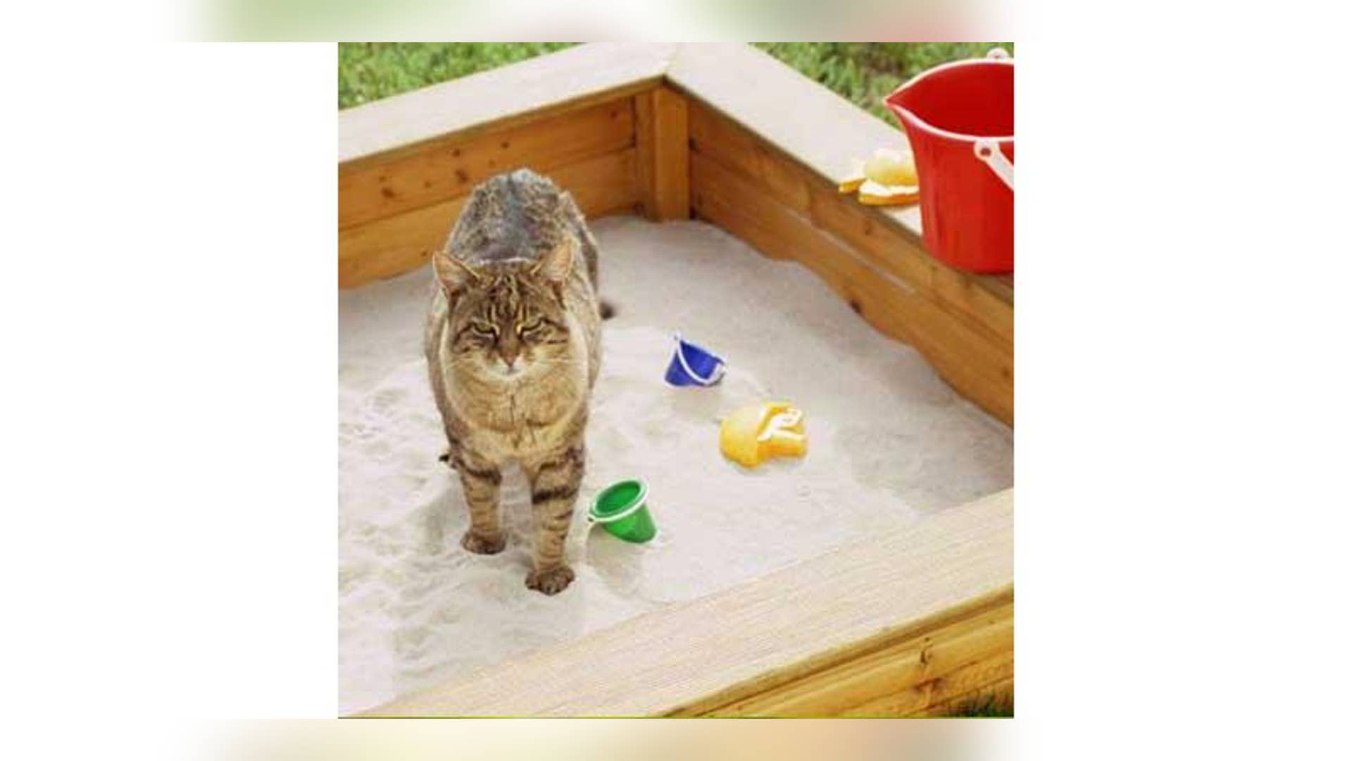 While Mowing the Lawn, You Put Your Kids in a Sandbox Filled with Cat Feces