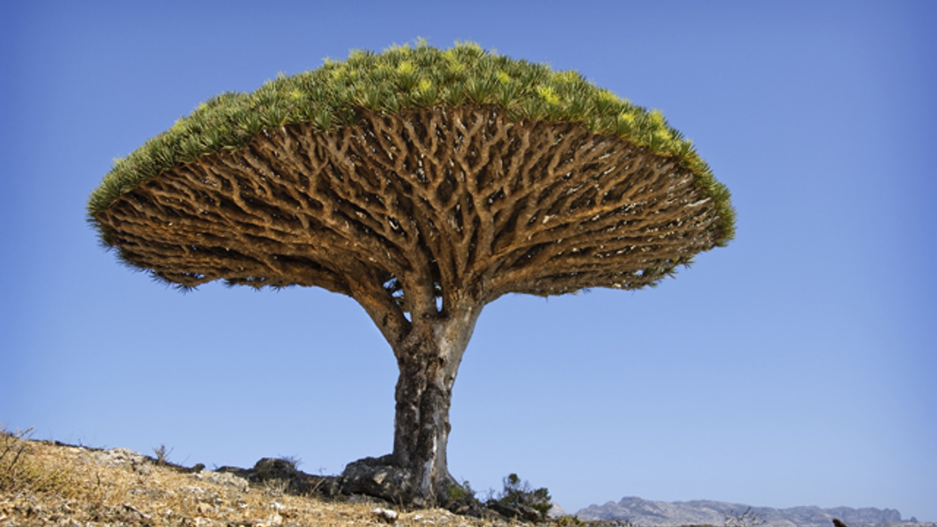 Dragon's Blood Tree