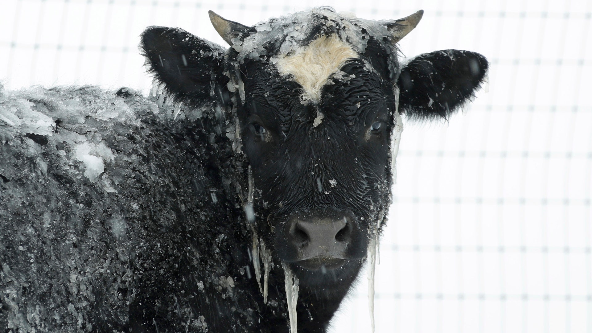 A cow stands in pasture during a winter snow storm, Tuesday, March 14, 2017, in Salisbury, PA