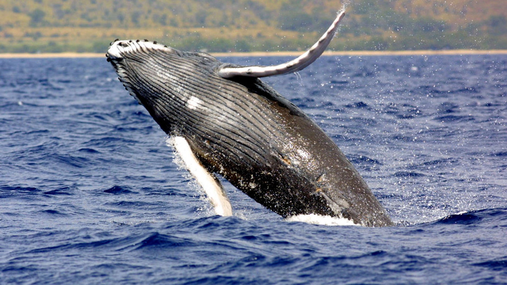 humpback whales11