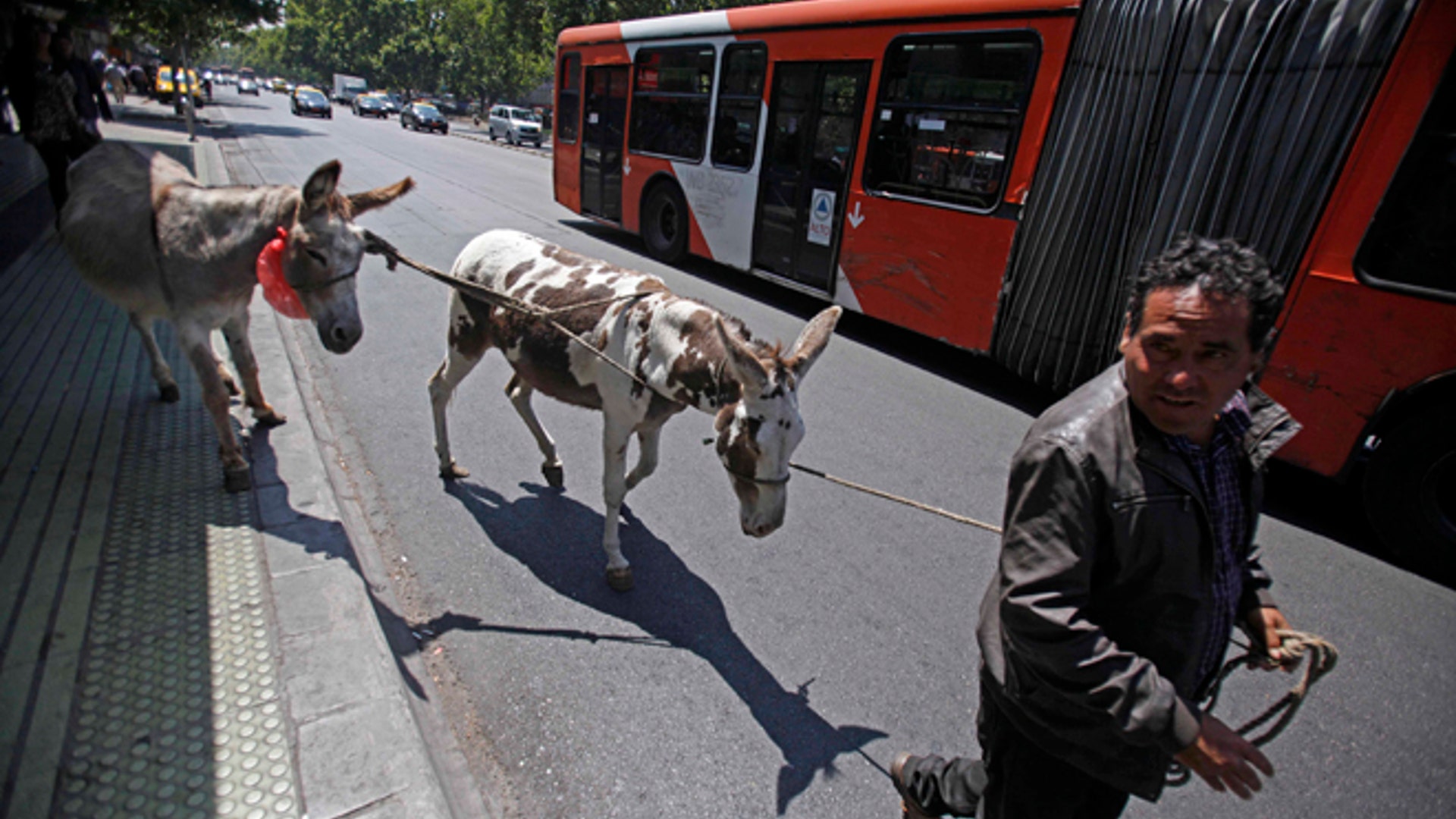 Santiago_Donkey_4